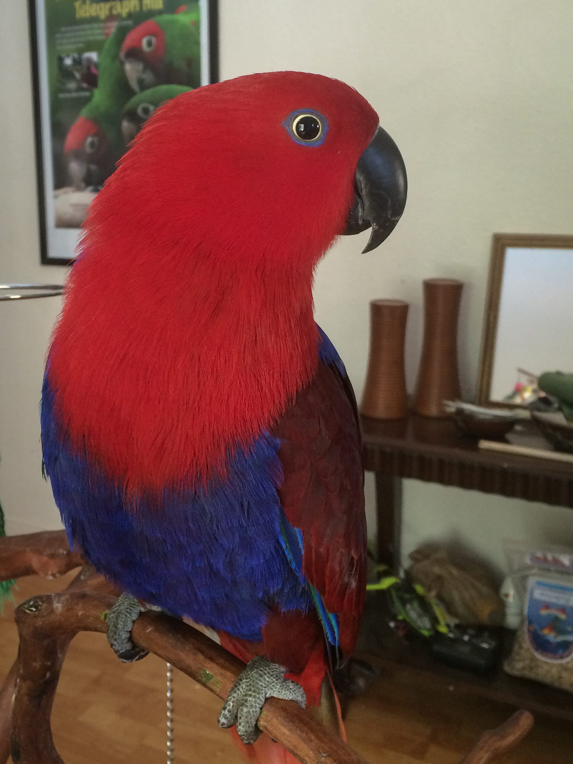 Female Eclectus Parrot — brilliant red with blue and purple mantle — HFFN member's bird on Oʻahu