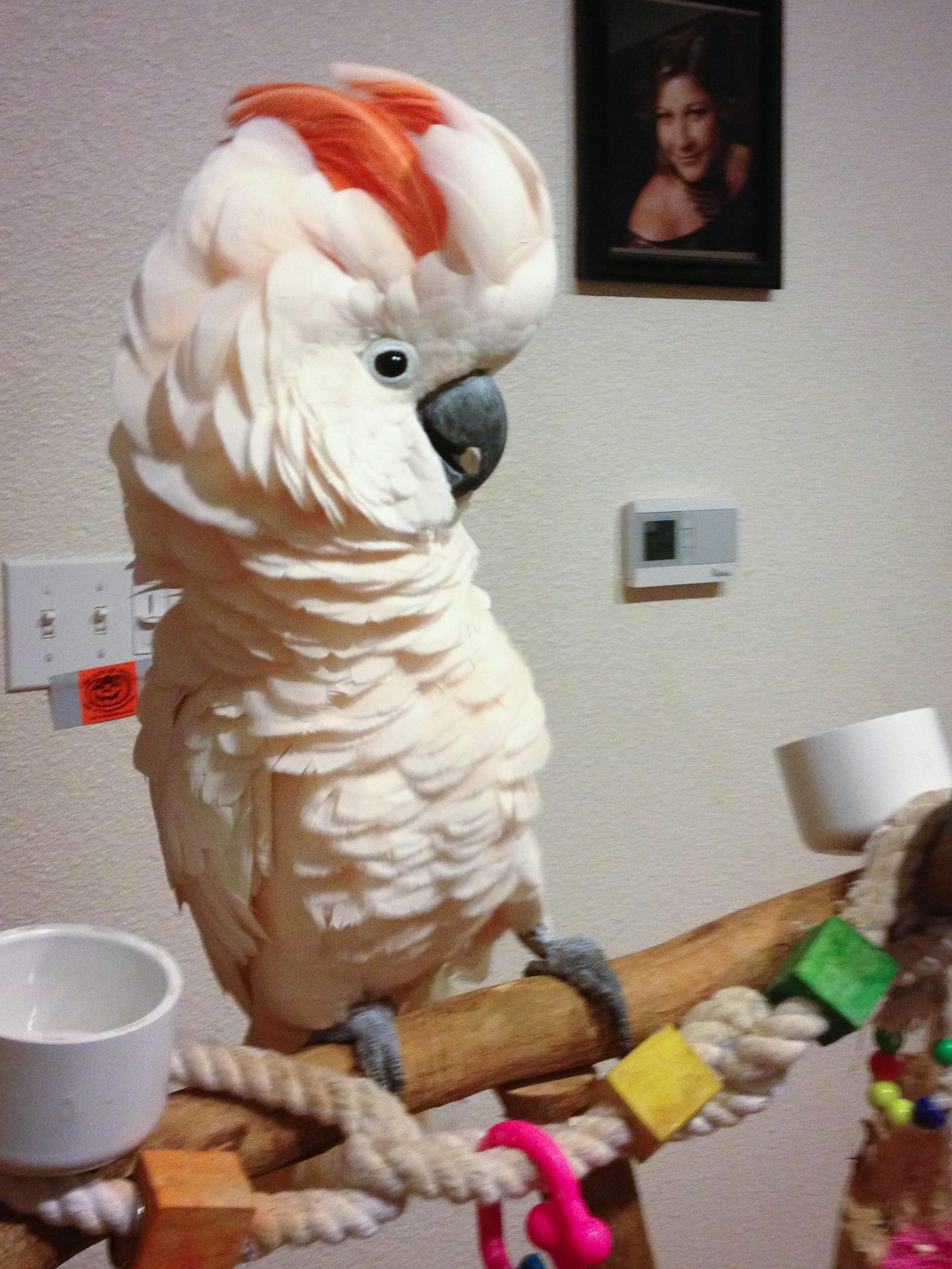 Moluccan Cockatoo — salmon-pink plumage and dramatic crest — an HFFN member's bird on Oʻahu