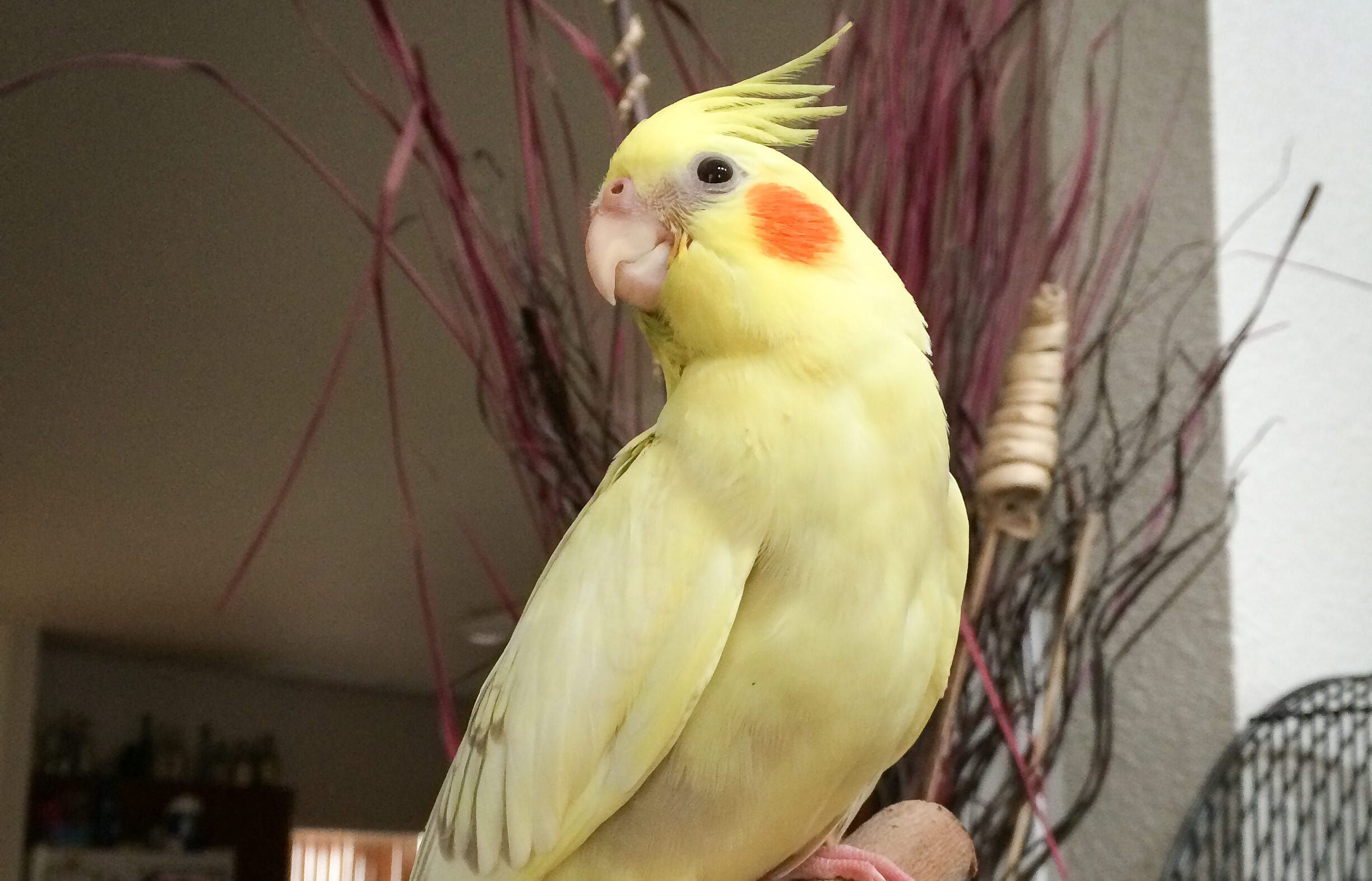 Cockatiel — smallest cockatoo species — at an HFFN gathering on Oʻahu