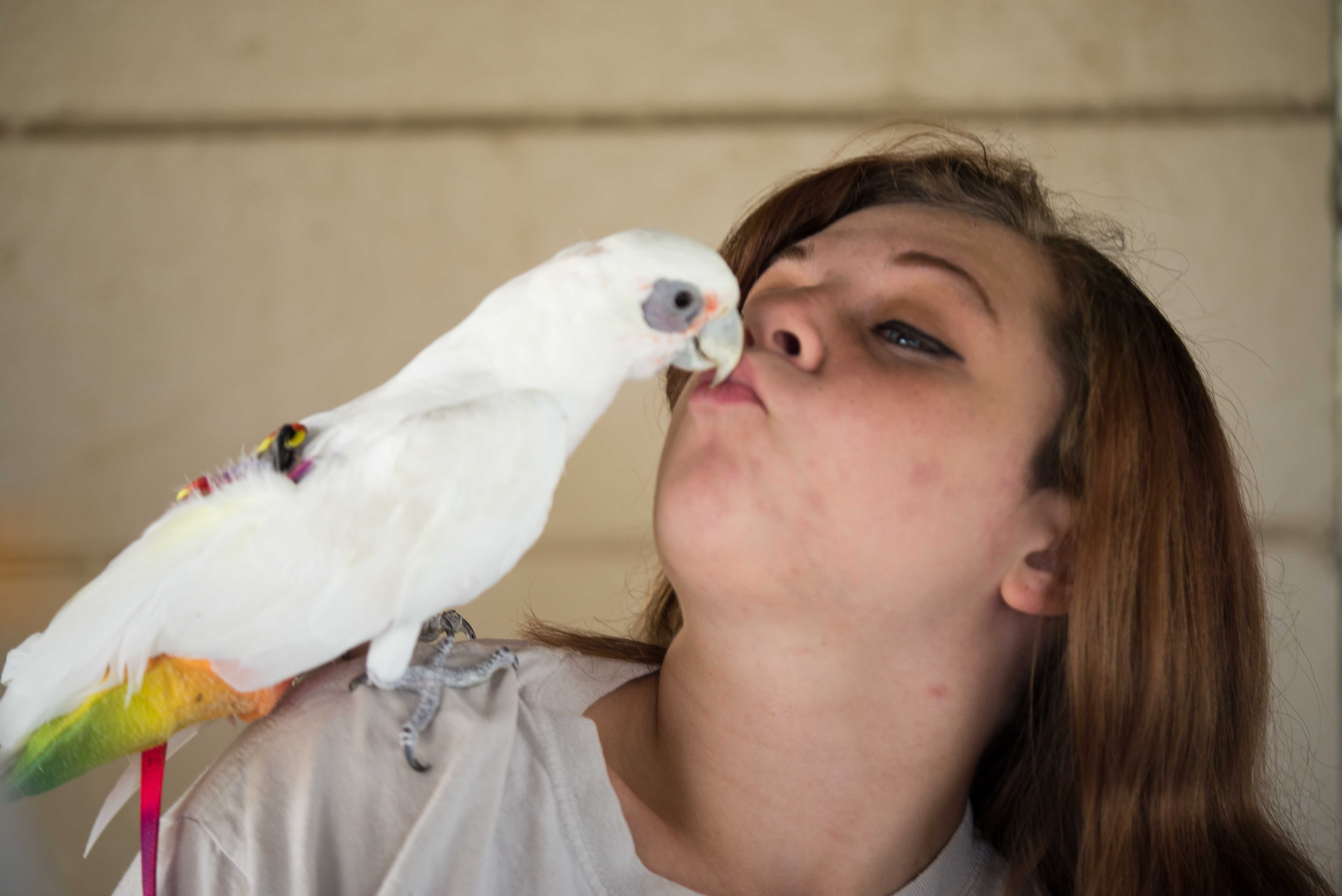 Bare-eyed (Little Corella) Cockatoo perched on an HFFN member's hand at the Moanalua Park pavilion