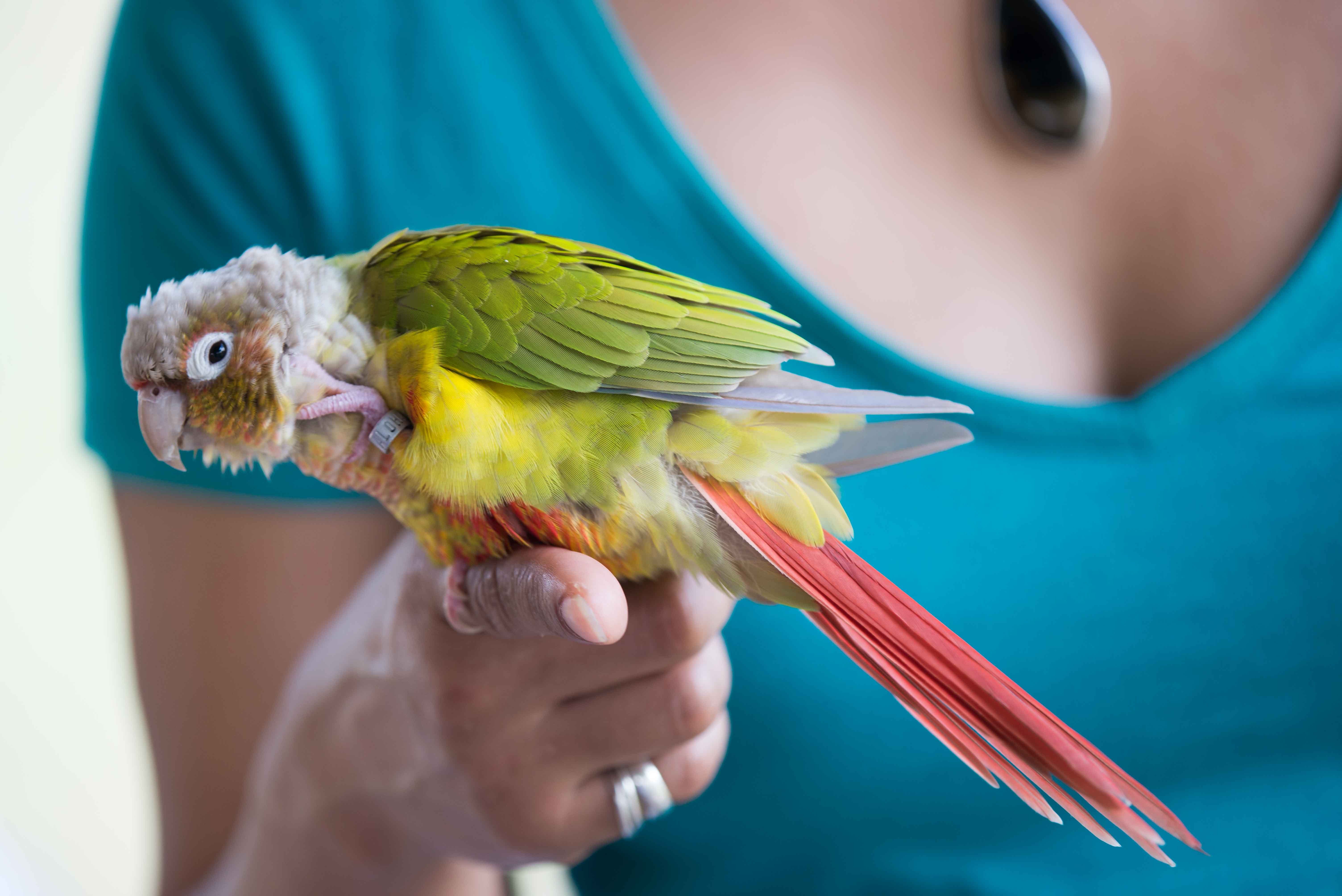 Green Cheek Conure — HFFN member's bird at April 2015 gathering