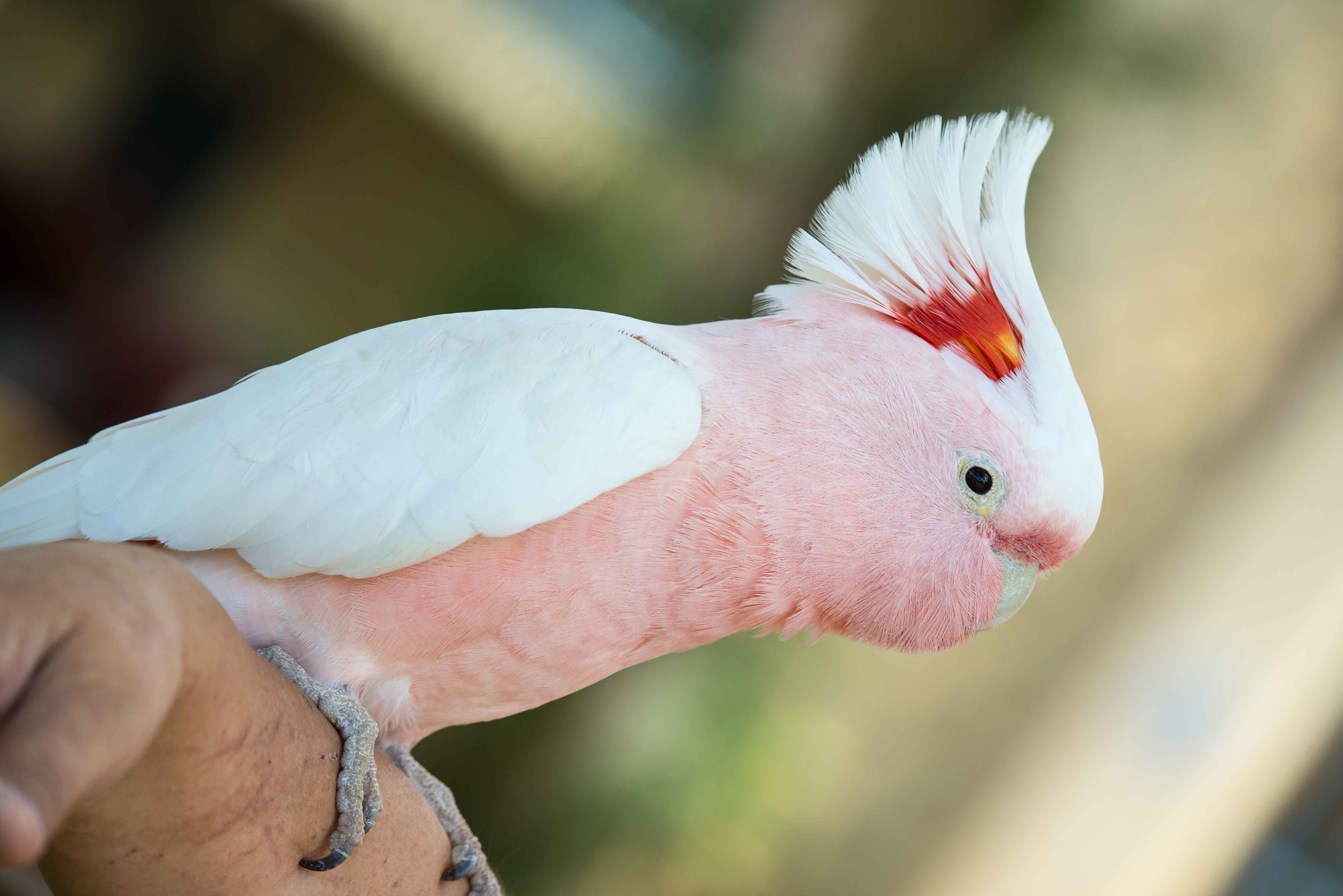 Major Mitchell's Cockatoo — striking pink and white plumage with dramatic multicolored crest, photographed at an HFFN gathering on Oʻahu