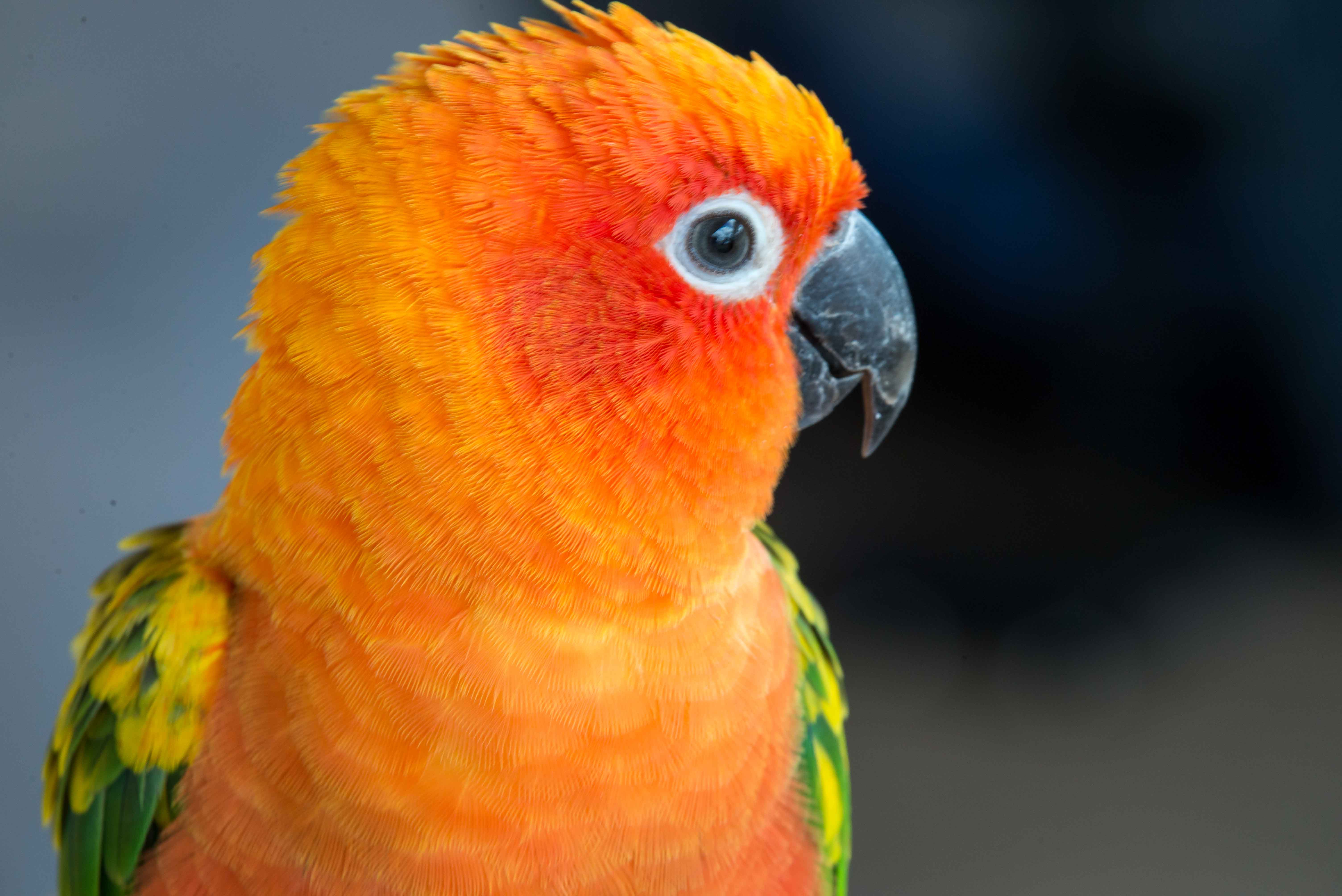 Red Factor Sun Conure — HFFN member's bird on Oʻahu