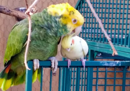 Amazon parrot in a home environment — bright-eyed and alert