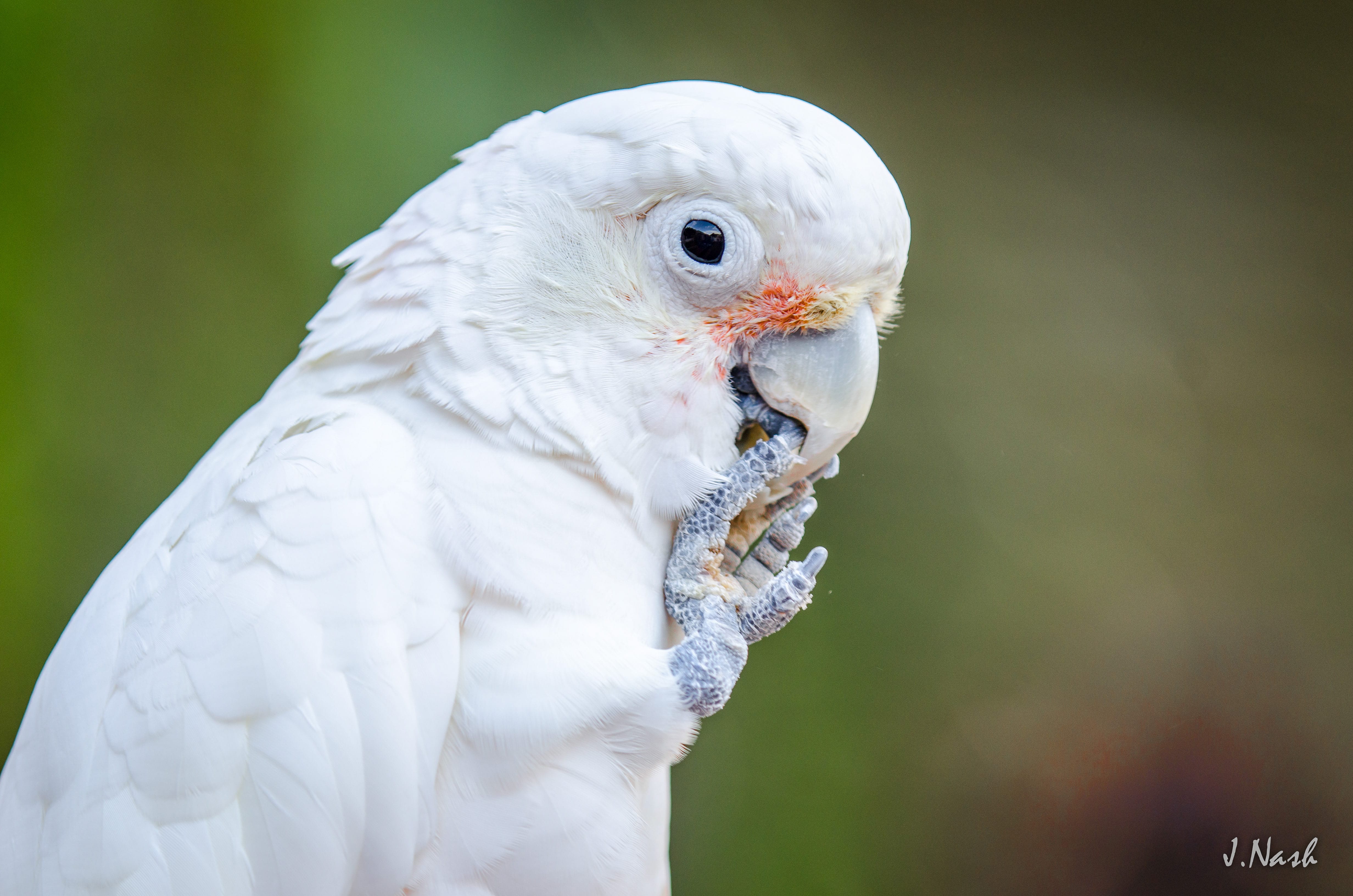 Cisco — a Goffin's (Tanimbar) Cockatoo — photographed by J. Nash on Oʻahu