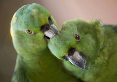 Amazon parrot — vibrant green plumage, an HFFN member bird in Hawaiʻi