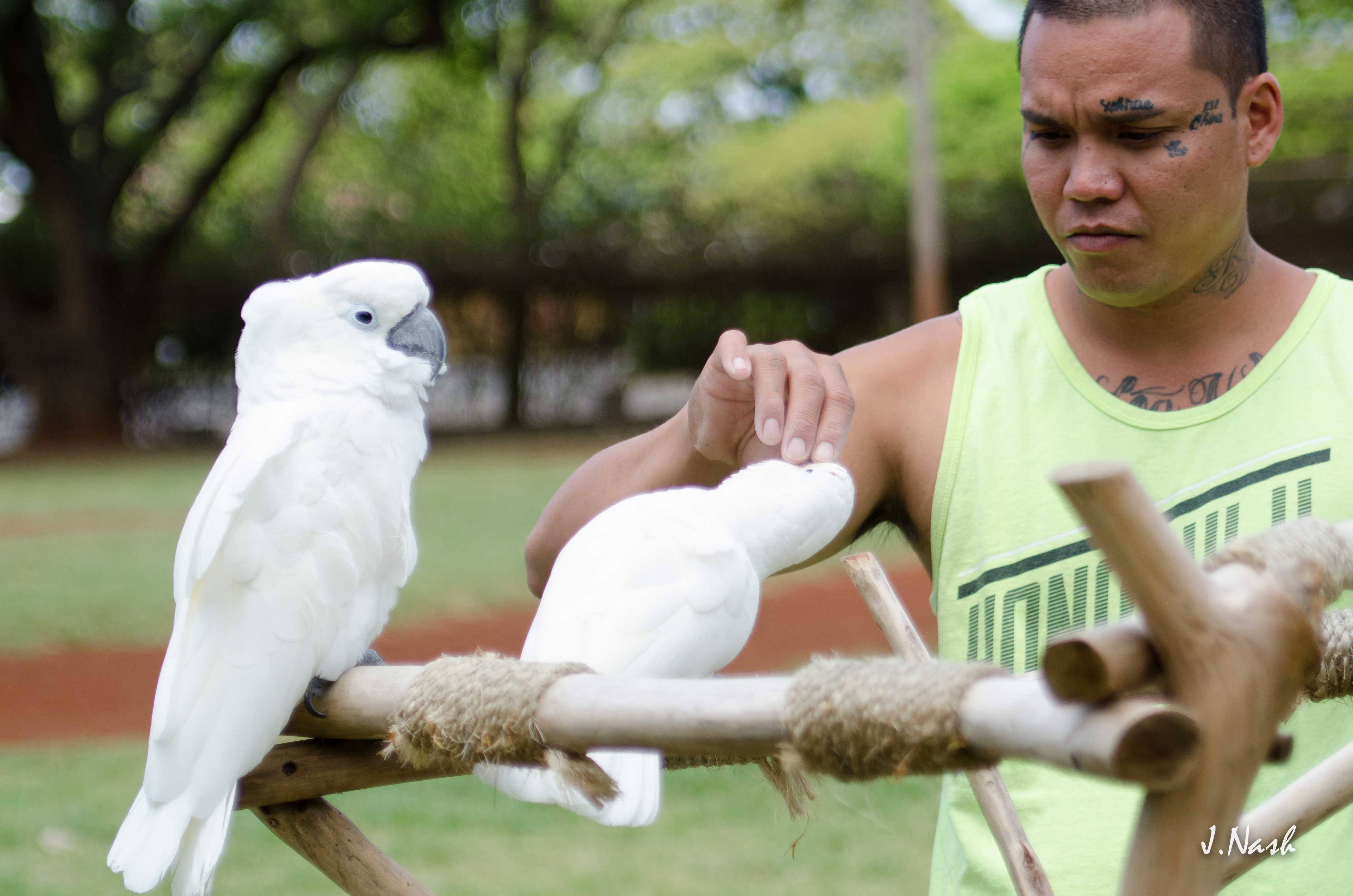 Person training a parrot