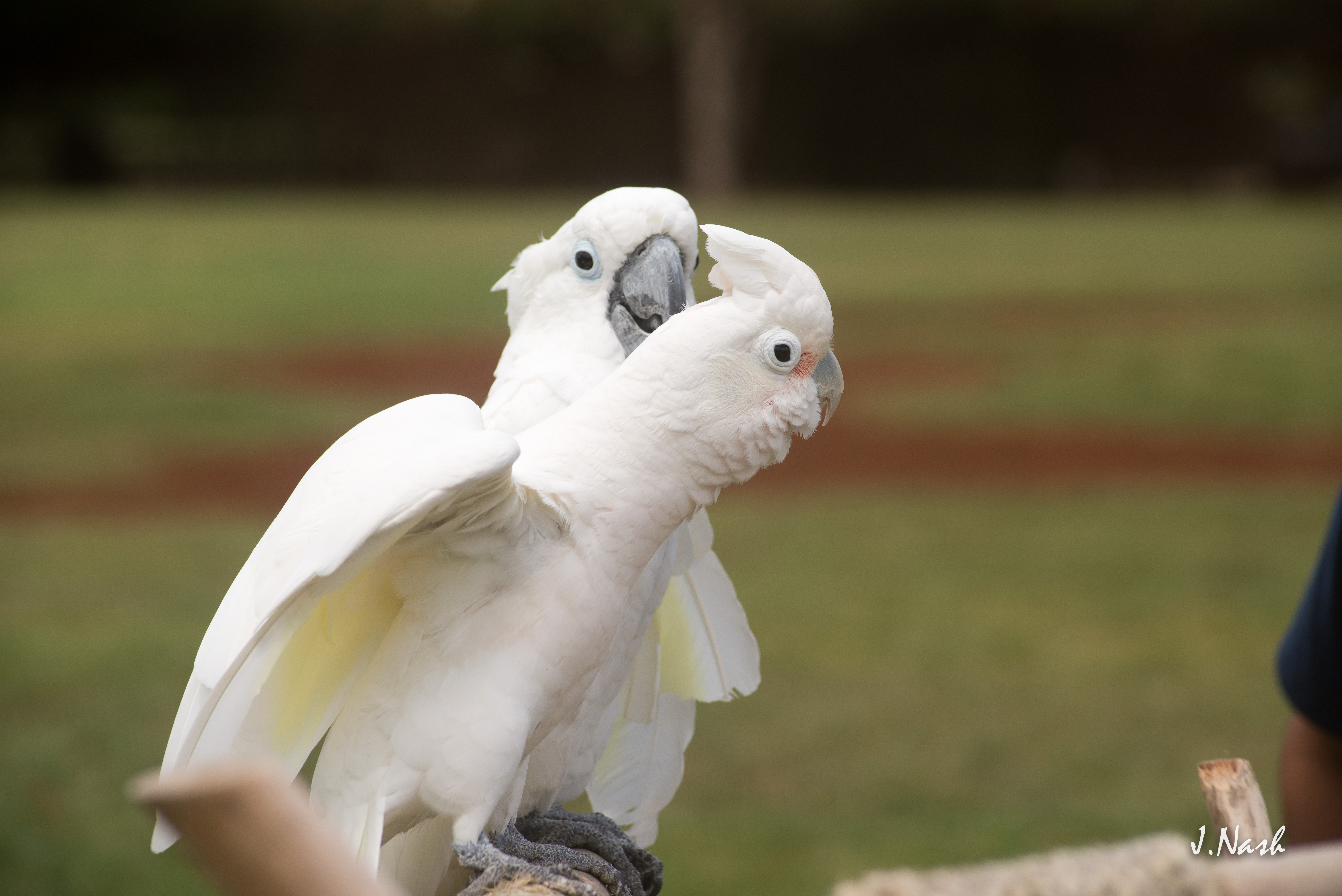 HFFN members with their cockatoos at the May 2015 gathering on Oʻahu