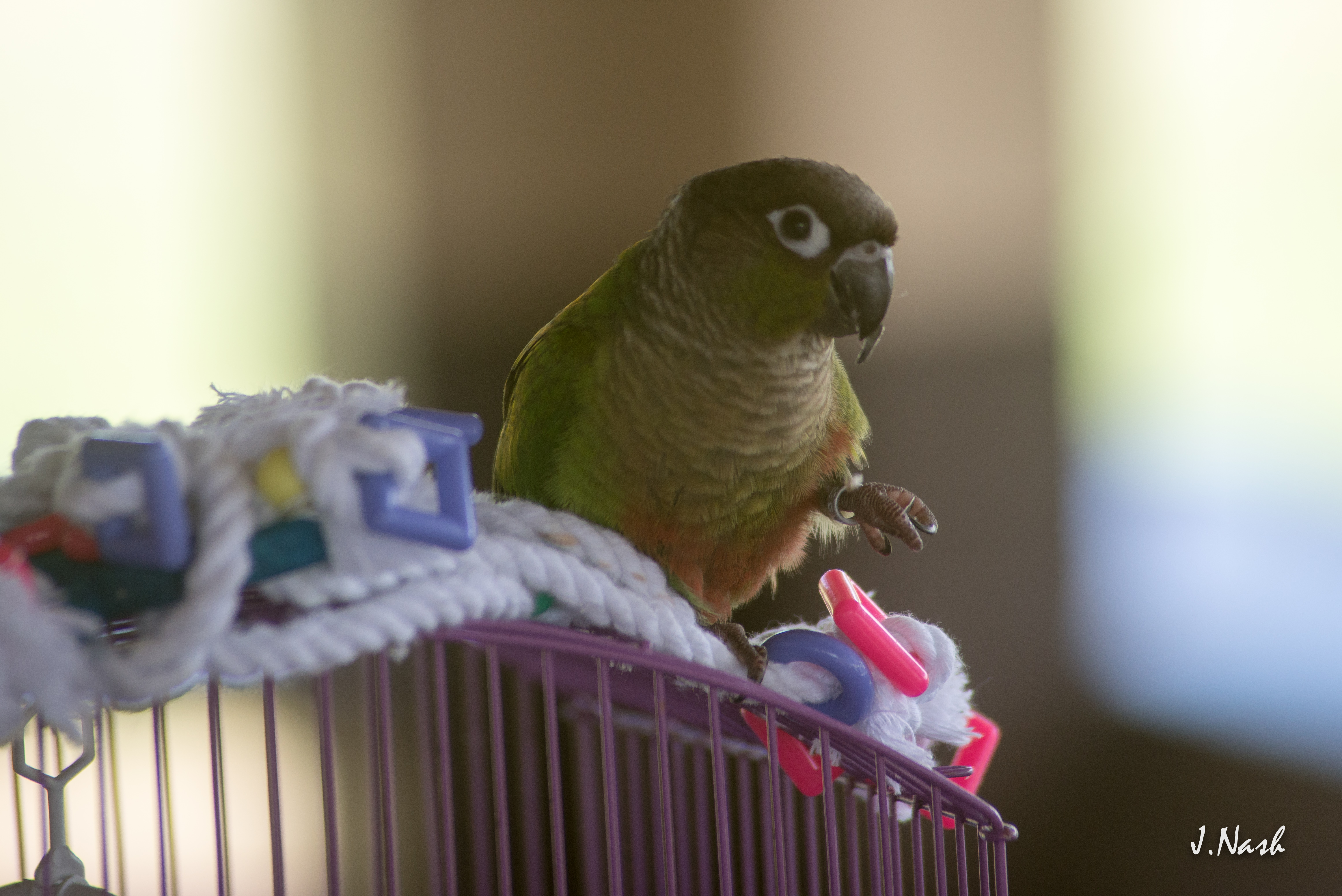 Green Cheek Conure — HFFN member's bird at May 2015 gathering