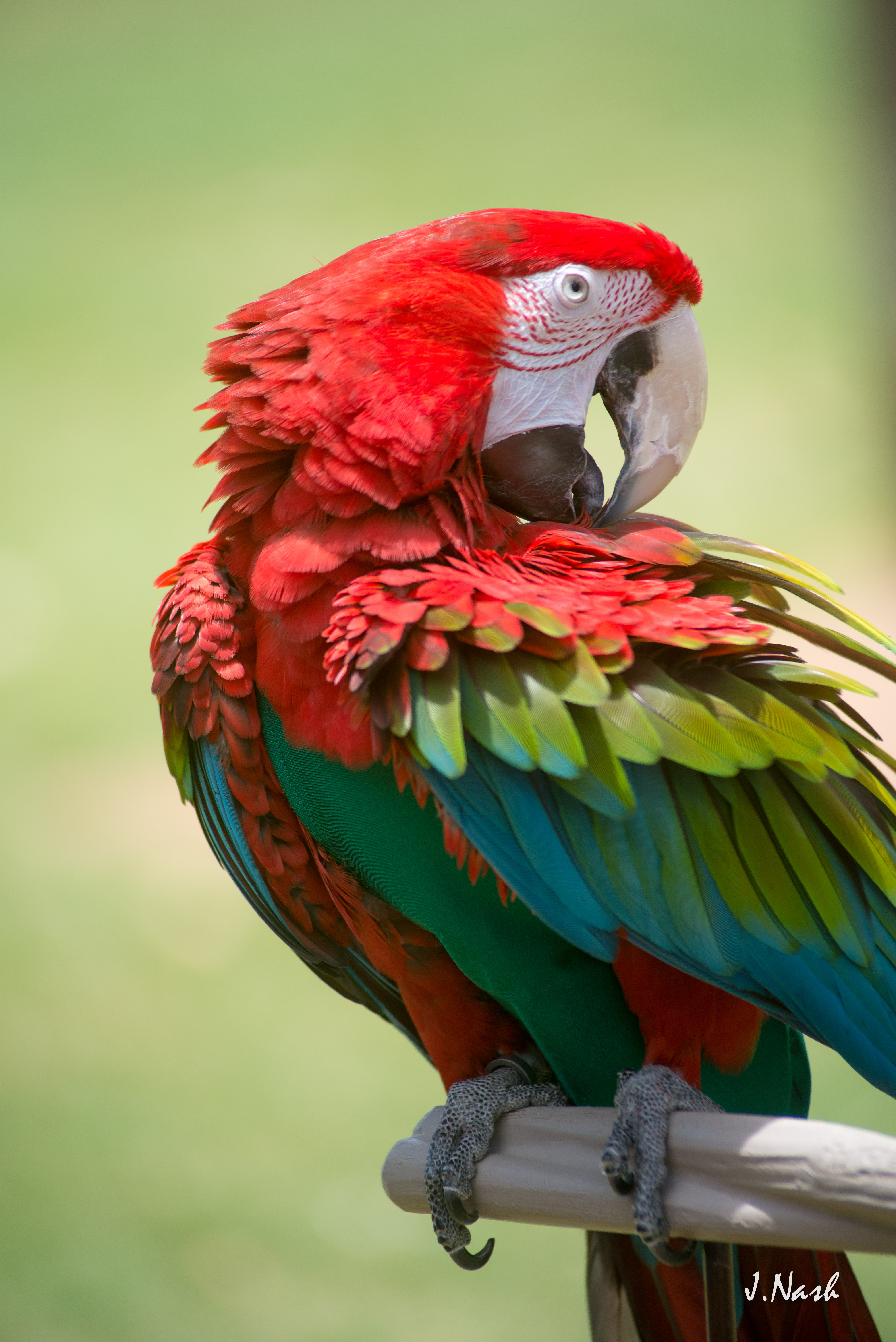 Green-Winged Macaw — rich red and green plumage — an HFFN member's bird on Oʻahu