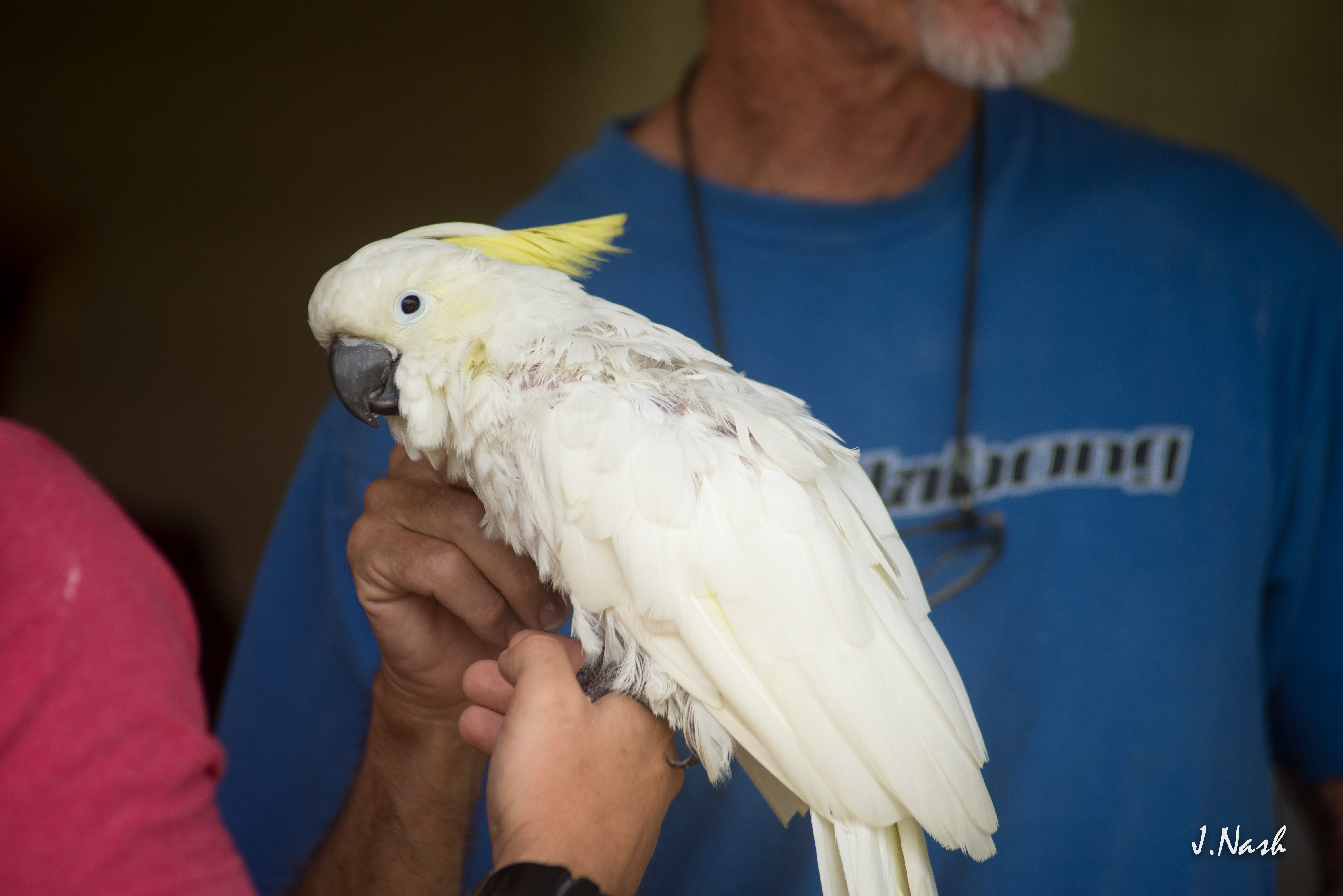 HFFN member with a cockatoo at a gathering on Oʻahu