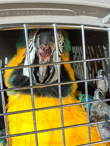 Bugsy — a Blue and Gold Macaw with a severe open beak injury who had never received veterinary care before HFFN's rescue