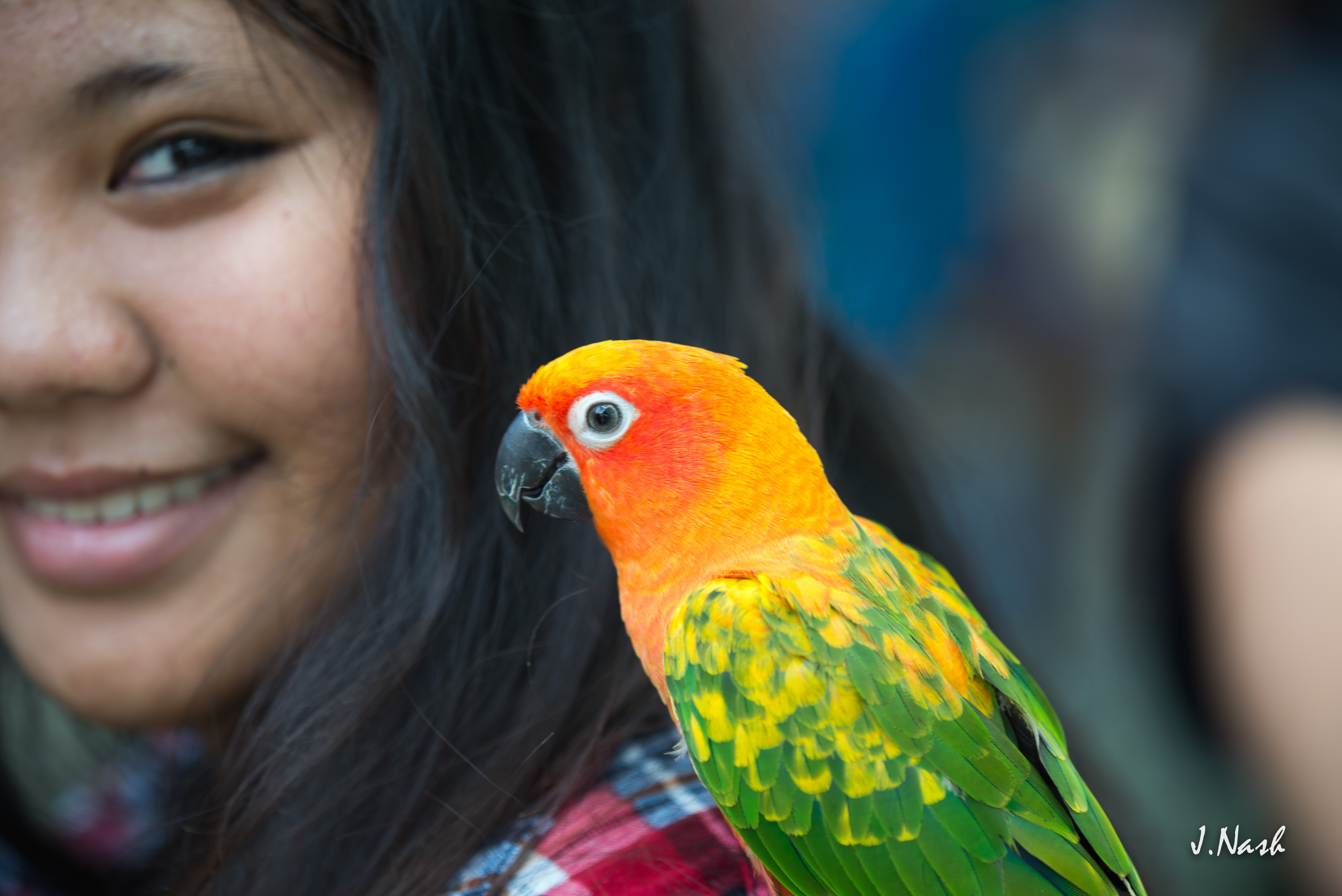 Sunday Conure — Sun Conure and Jenday Conure hybrid — HFFN member's bird on Oʻahu
