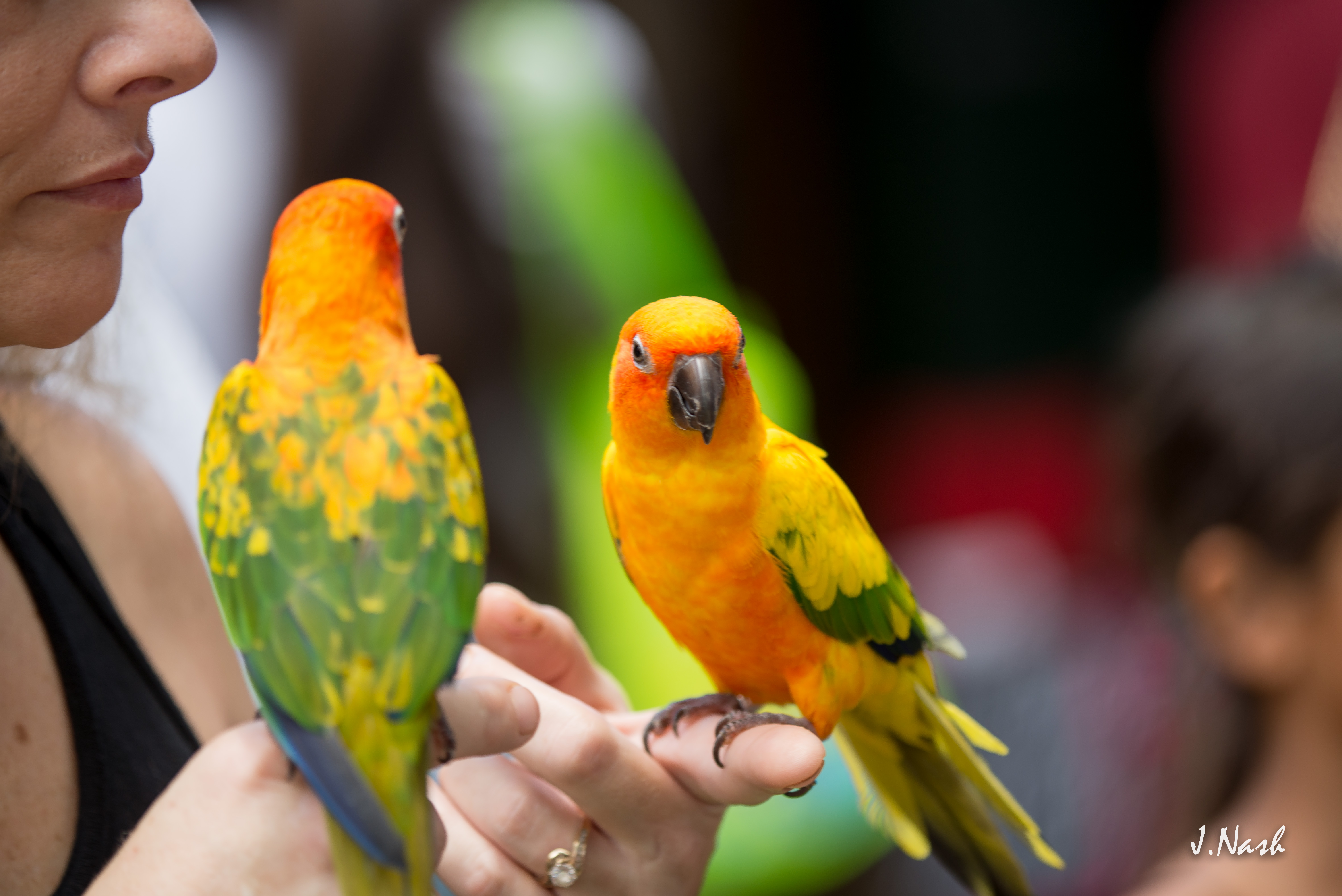 Sunday Conure — HFFN member's bird on Oʻahu showing mixed coloration