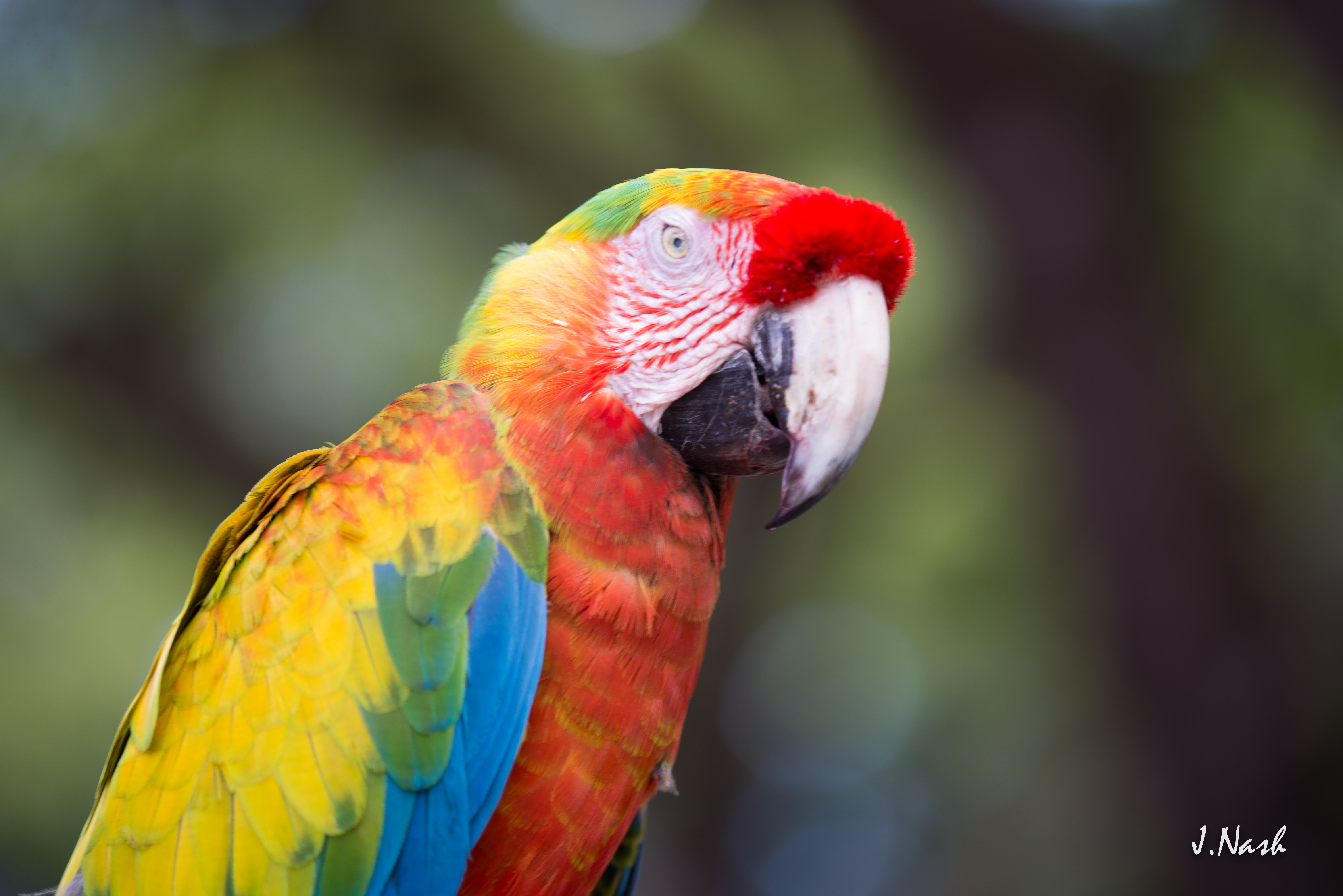 F3 Hybrid Macaw — extraordinary multi-generation hybrid coloration — HFFN member's bird