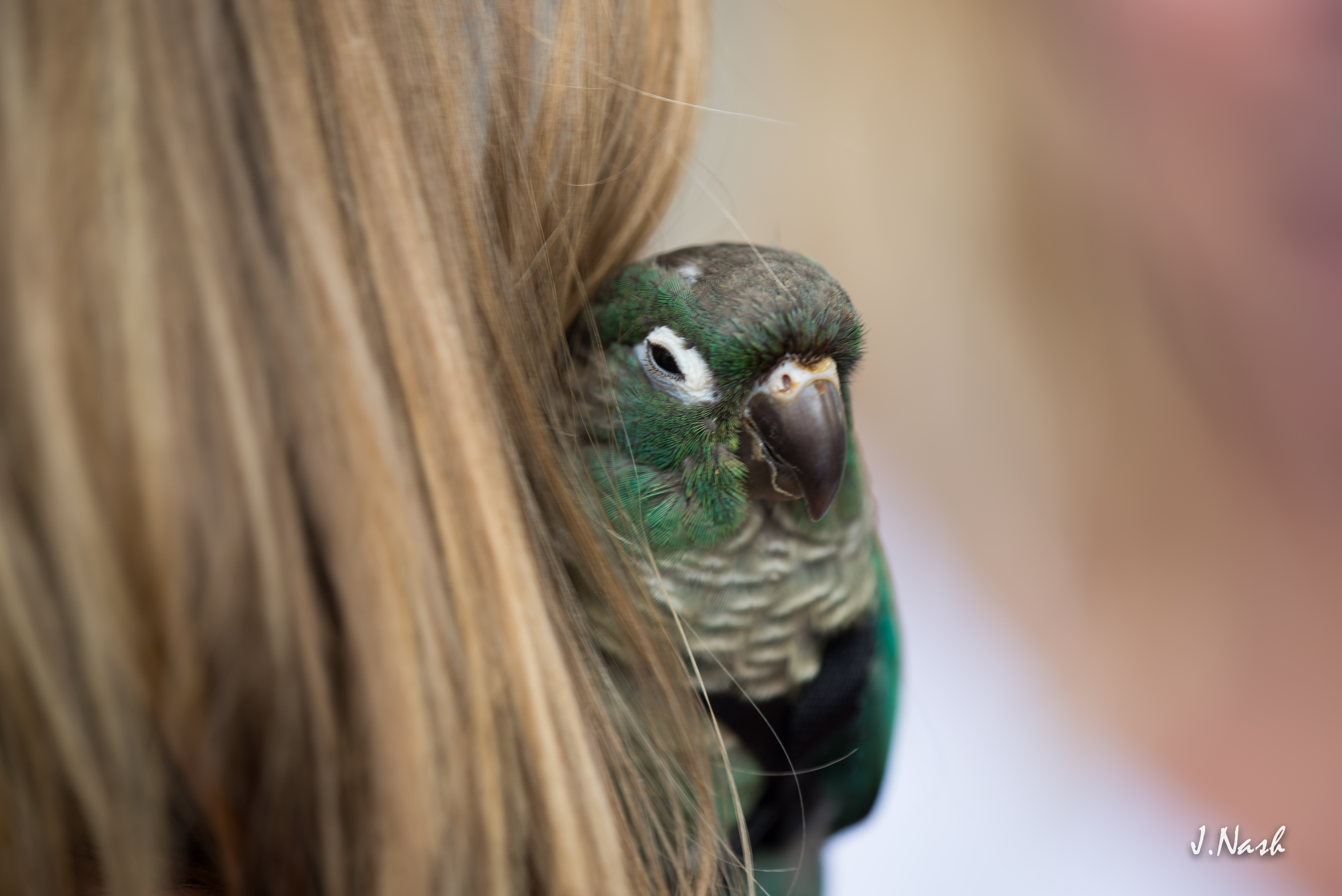 Green Cheek Conure — HFFN member's bird on Oʻahu