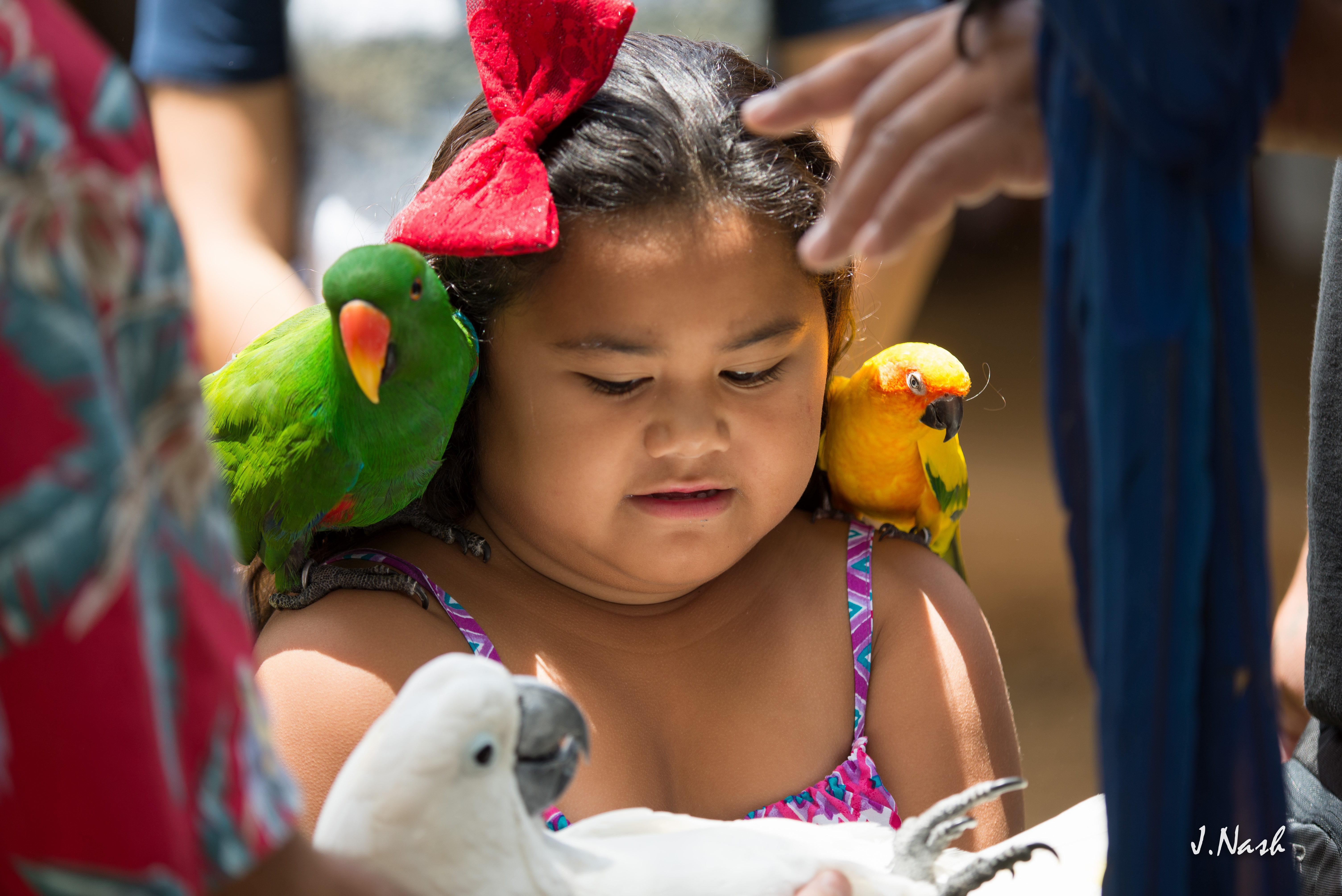 Male Eclectus Parrot — brilliant emerald green with red flanks and orange upper beak — HFFN member's bird