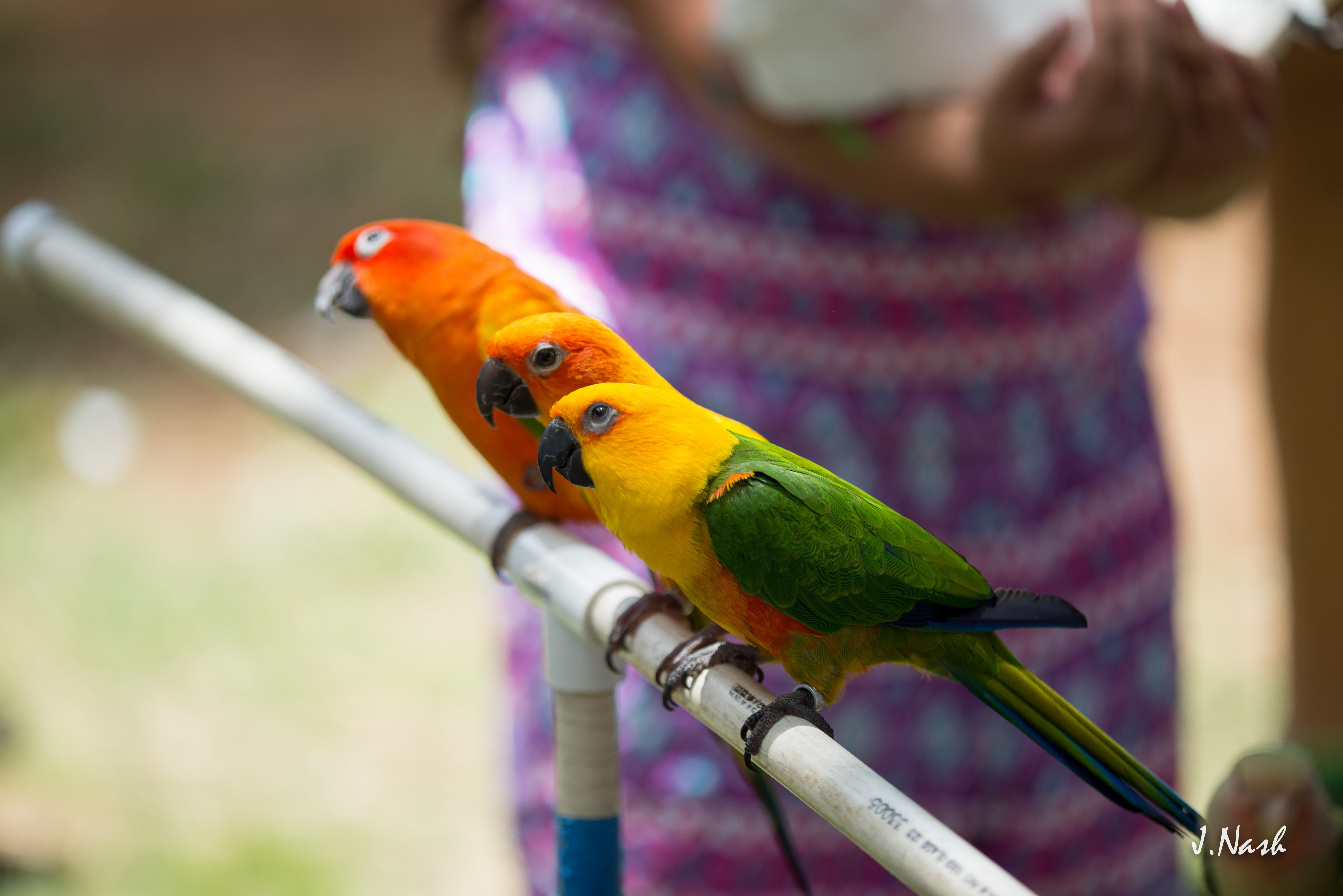 Red Factor Sun Conure — HFFN member's bird on Oʻahu