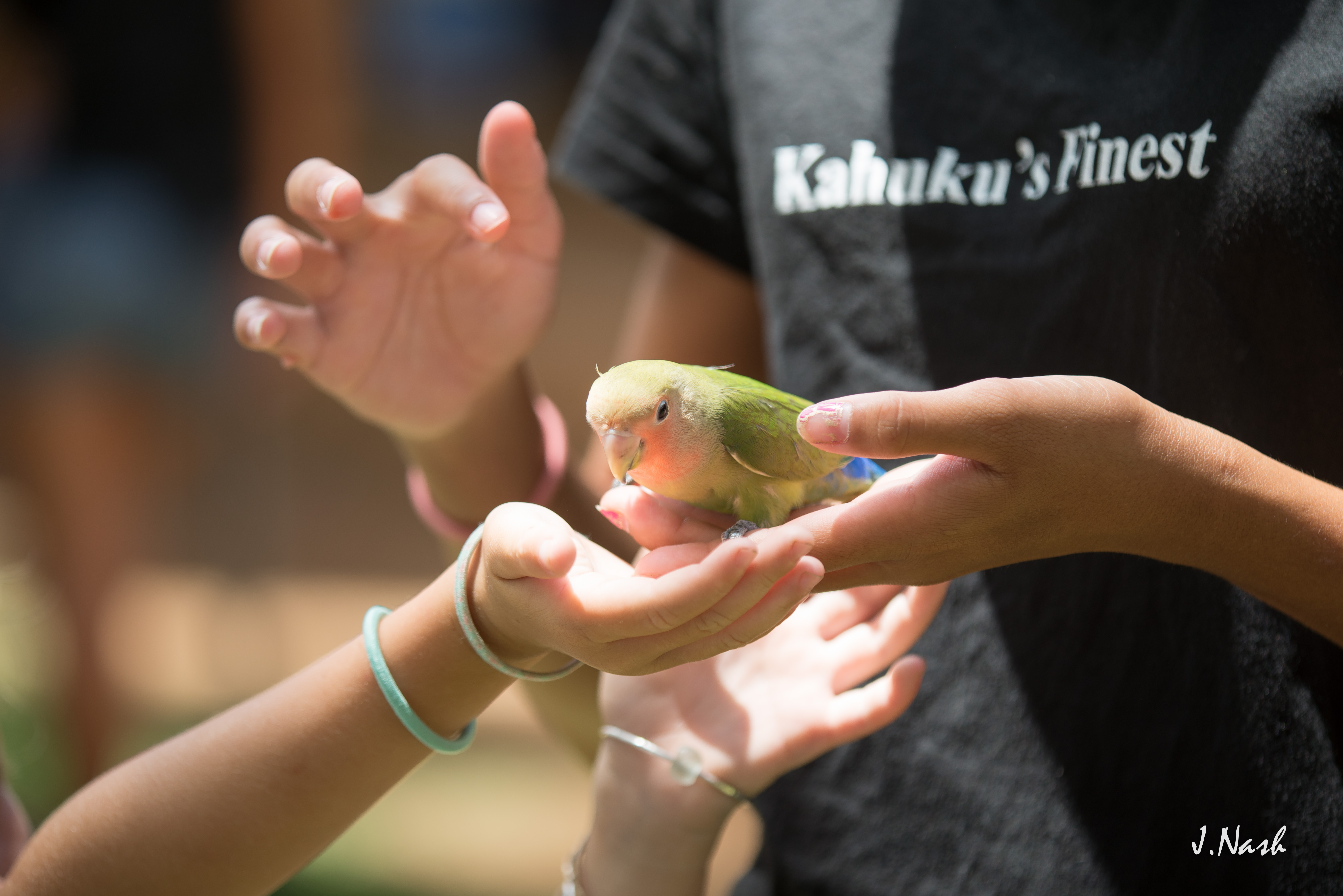 Parrot perched in Hawaiʻi — HFFN Parrot Care