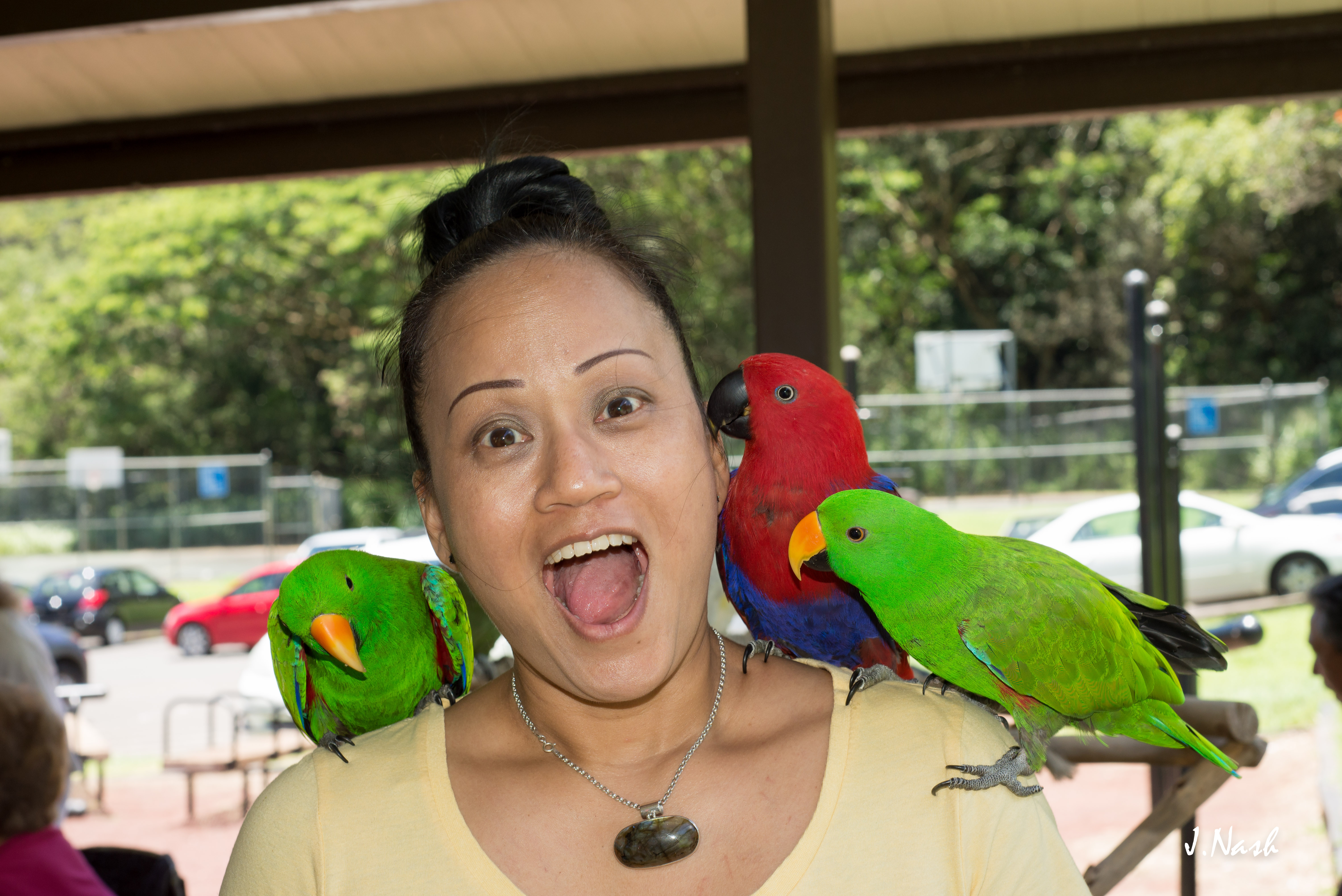Two male Eclectus and one female at an HFFN July 2015 gathering on Oʻahu