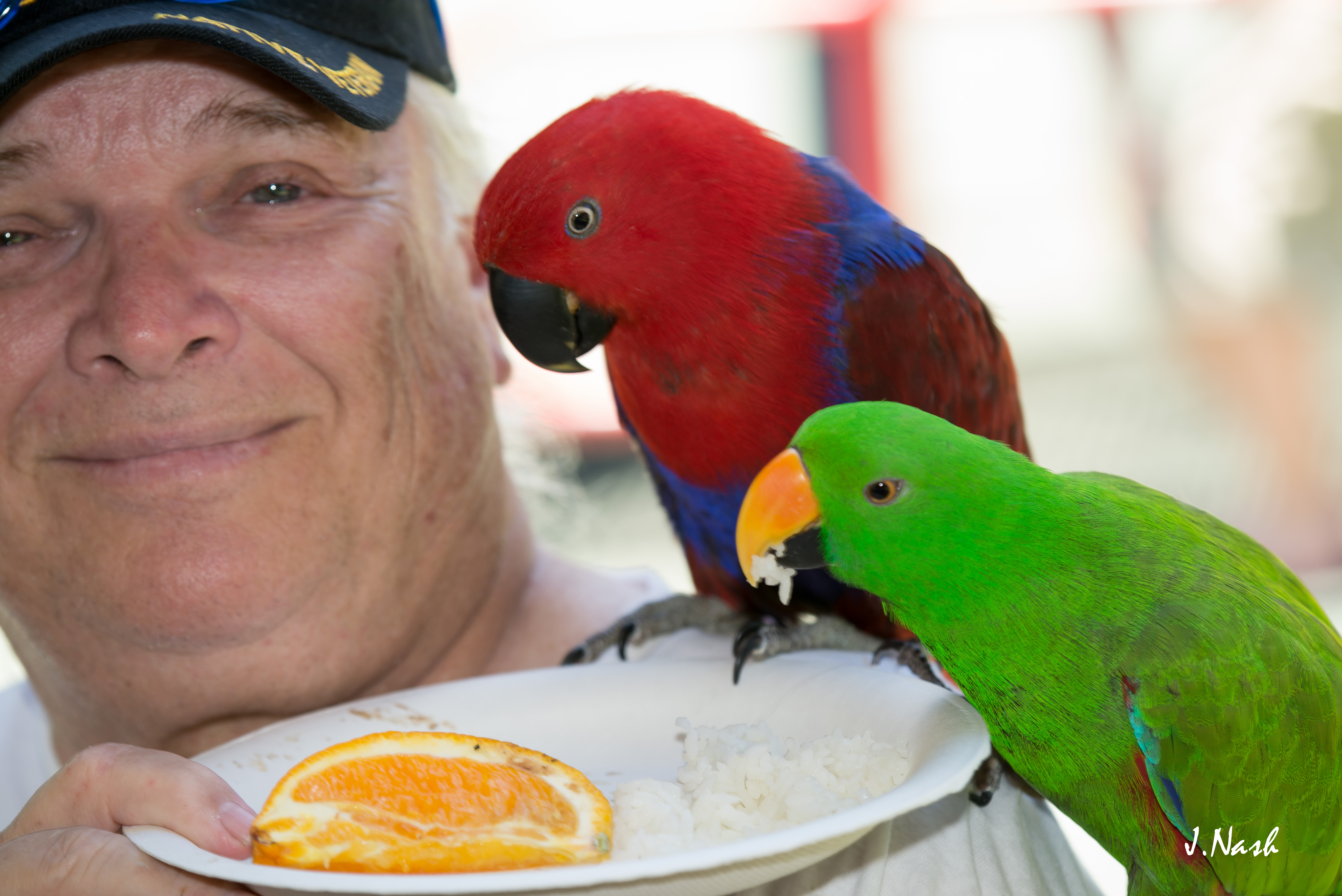 Male and Female Eclectus Parrots together — vivid green male and brilliant red female — HFFN member birds on Oʻahu