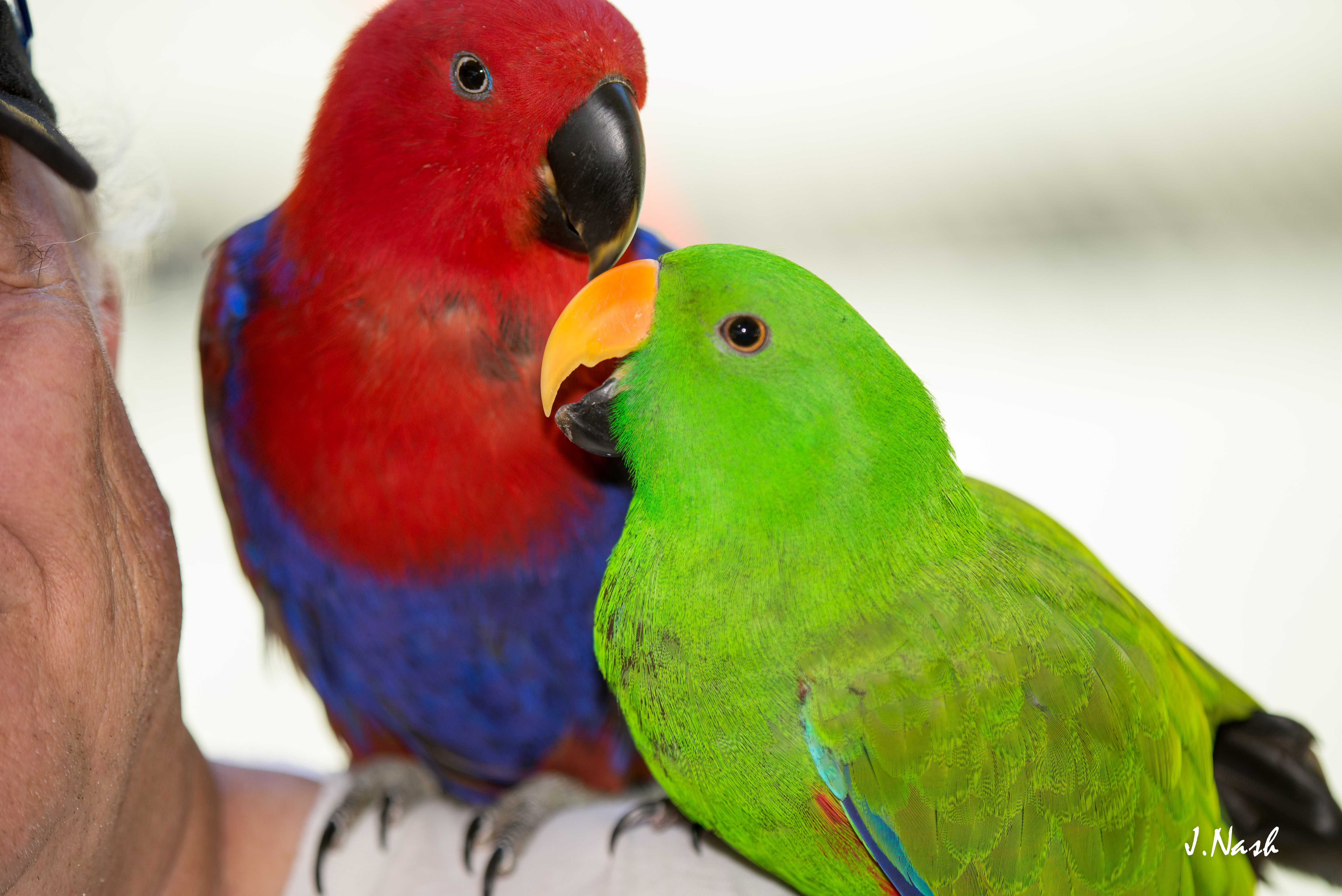 Male and Female Eclectus side by side — HFFN member birds at July 2015 gathering on Oʻahu