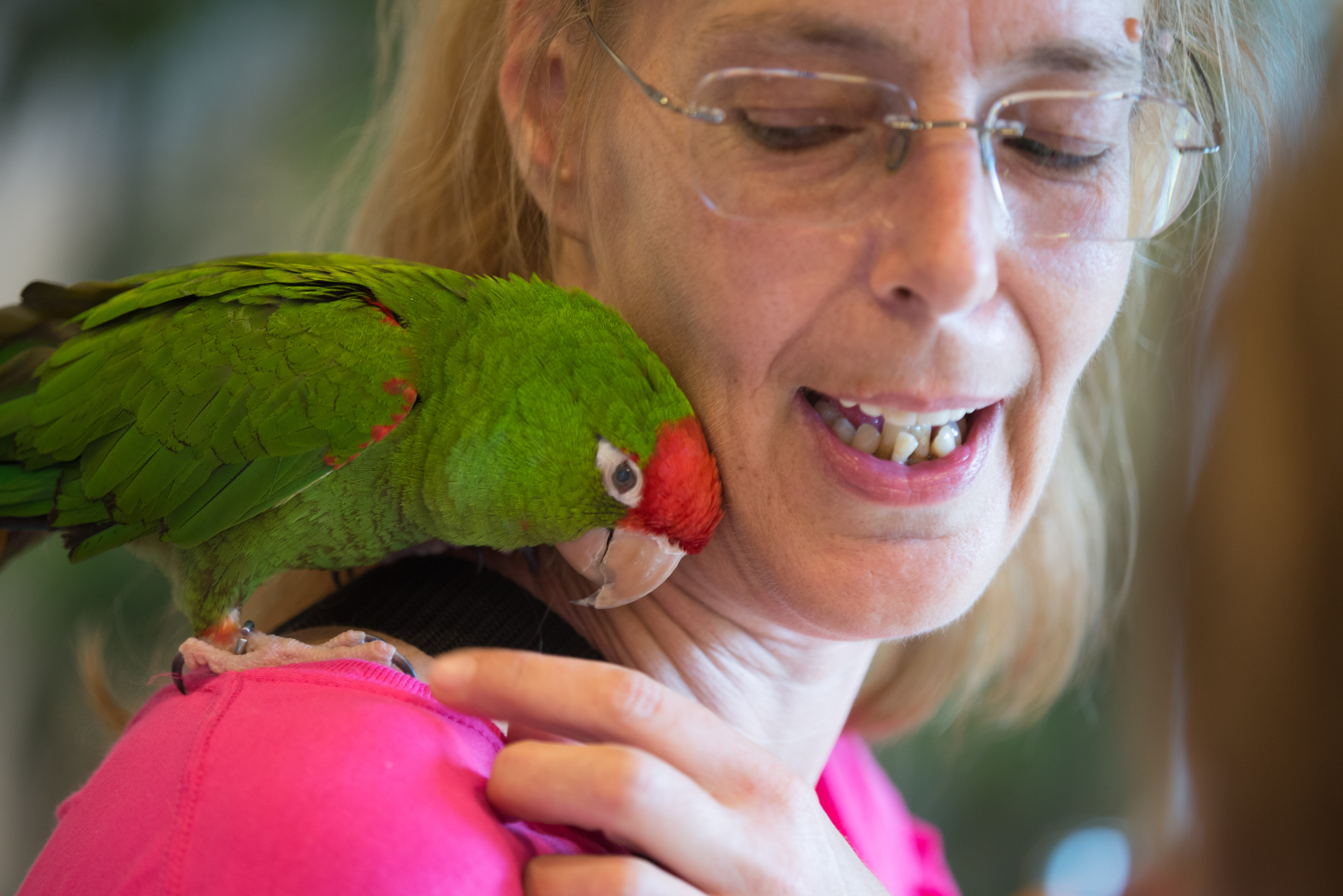 Cherry-headed Conure — vivid green body with red head marking — HFFN member's bird on Oʻahu