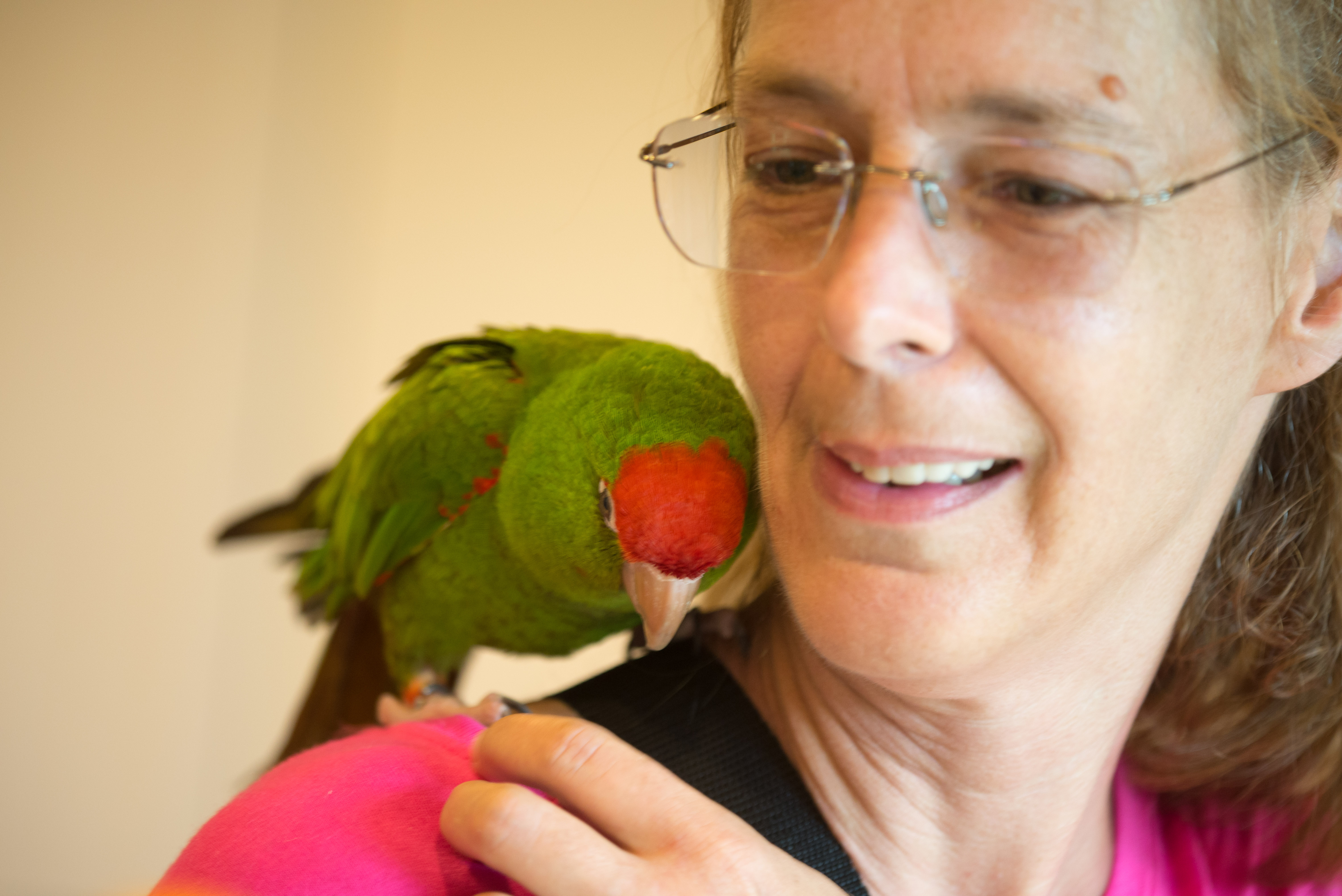 Cherry-headed Conure — HFFN member's bird on Oʻahu