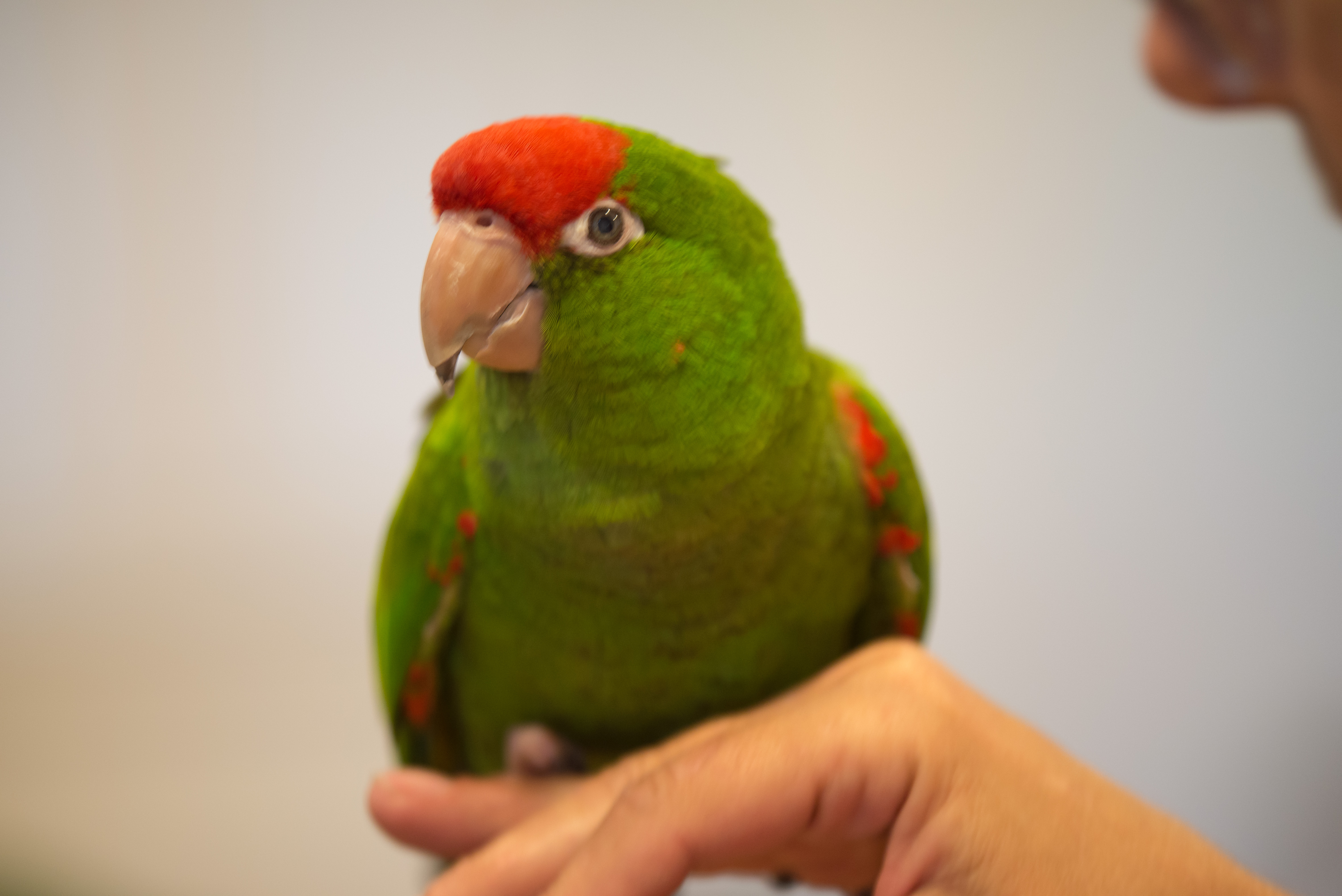 Cherry-headed Conure — HFFN member's bird on Oʻahu