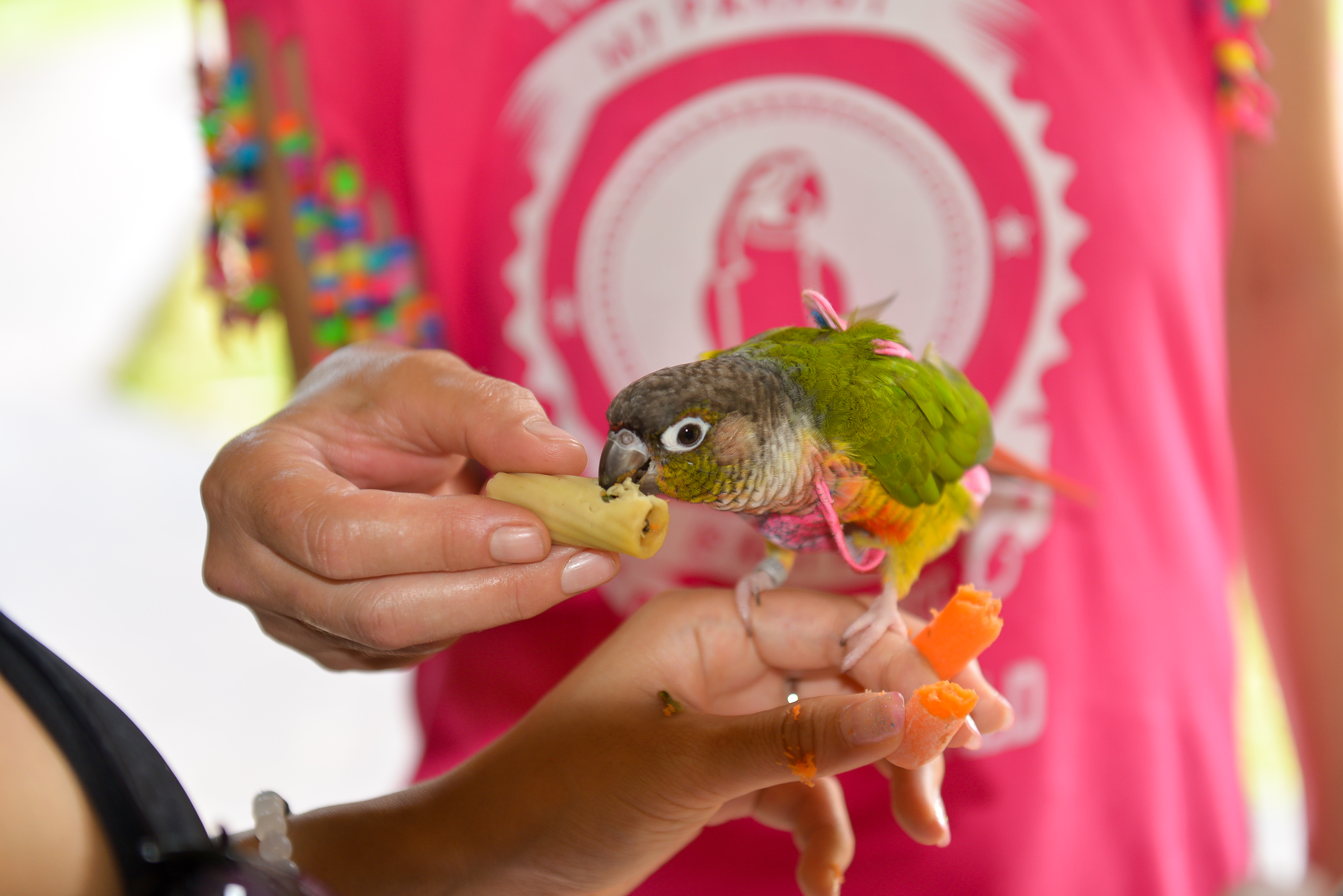 Green Cheek Conure — HFFN member's bird at September 2015 gathering