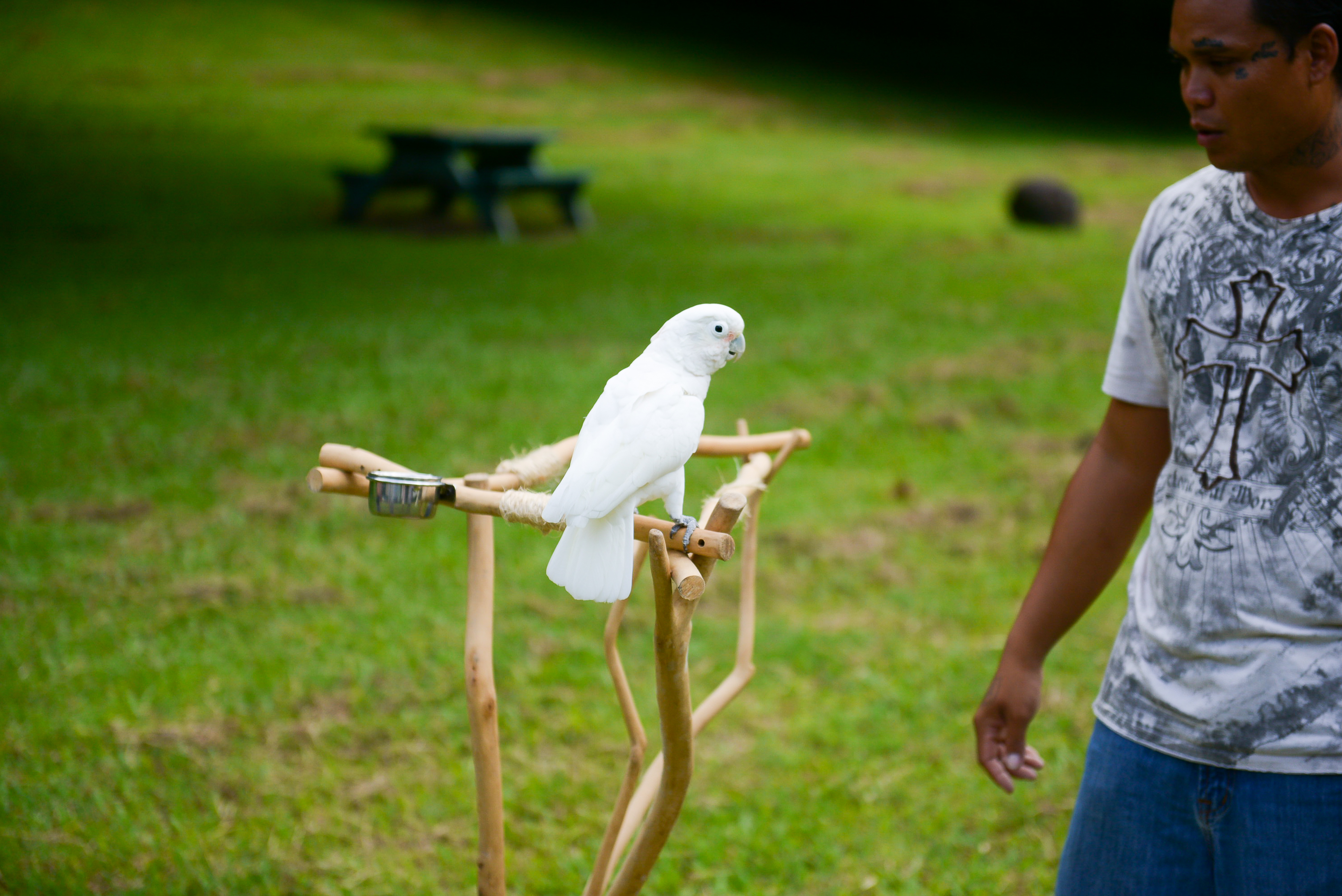 Parrot perched on Hawaiian wood tree stand