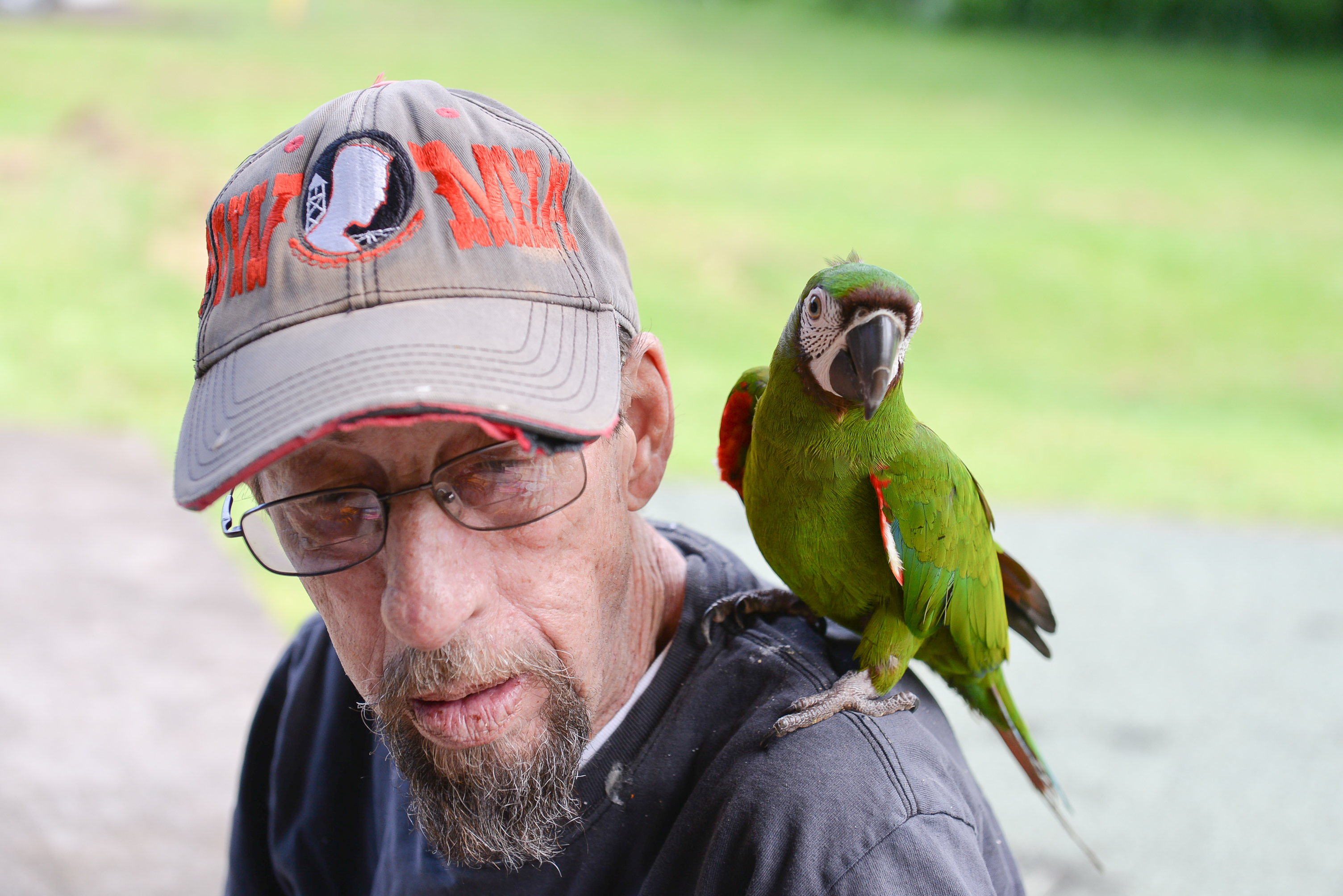 Severe (Chestnut-Fronted) Macaw — green with dark chestnut forehead — HFFN member's bird
