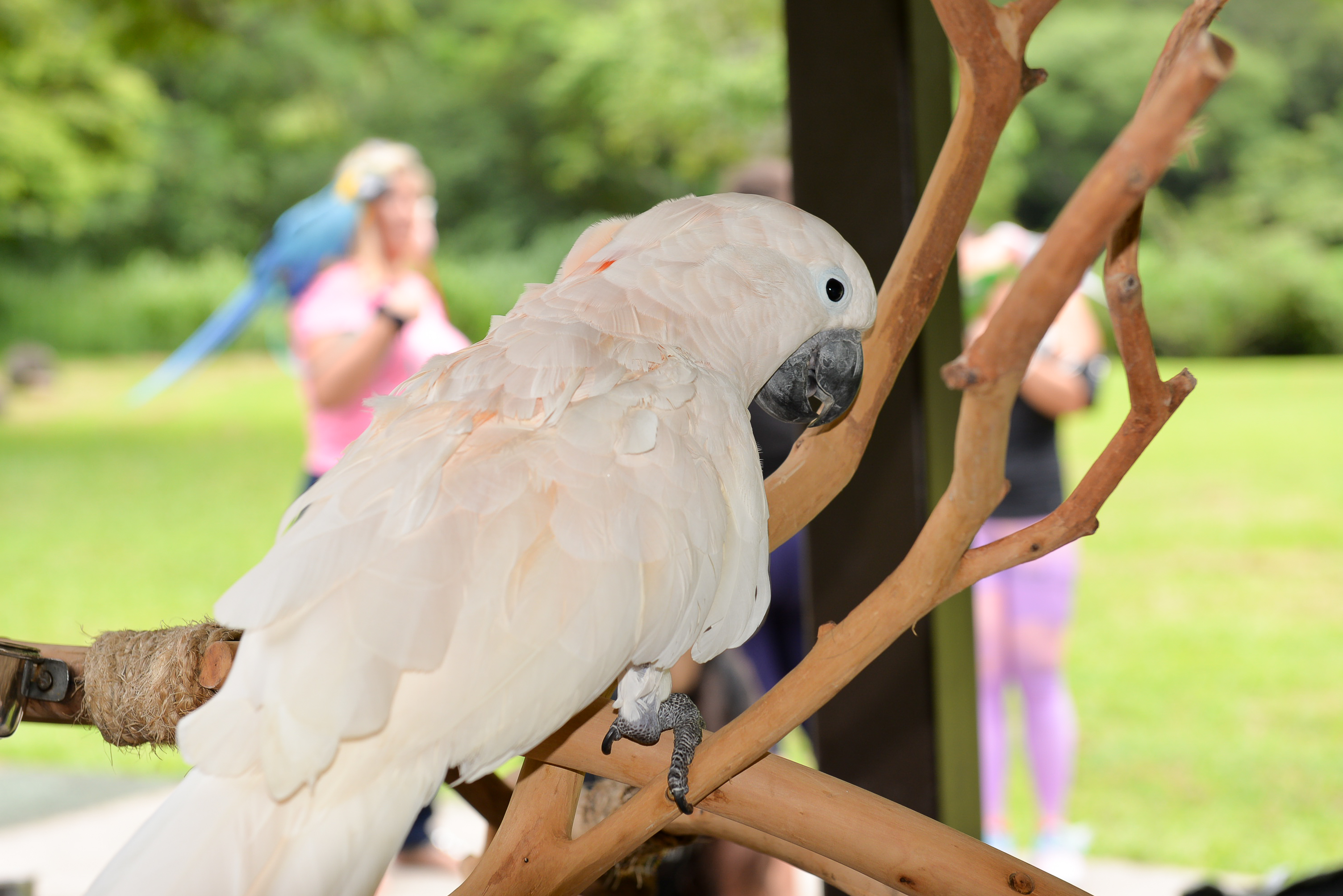 Parrot with HFFN member at a community gathering on Oʻahu