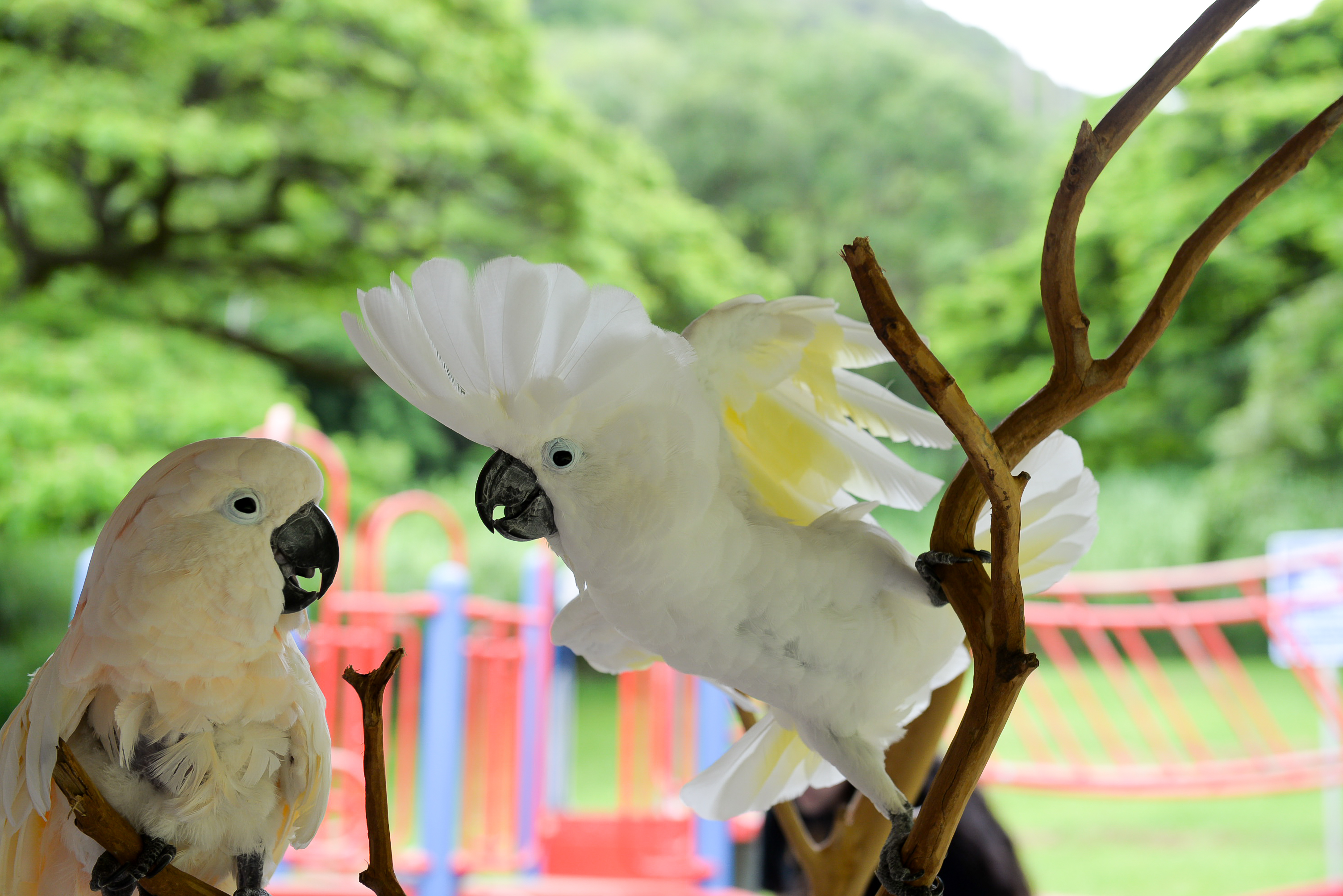 Umbrella Cockatoo — brilliant white plumage — an HFFN member's bird photographed on Oʻahu
