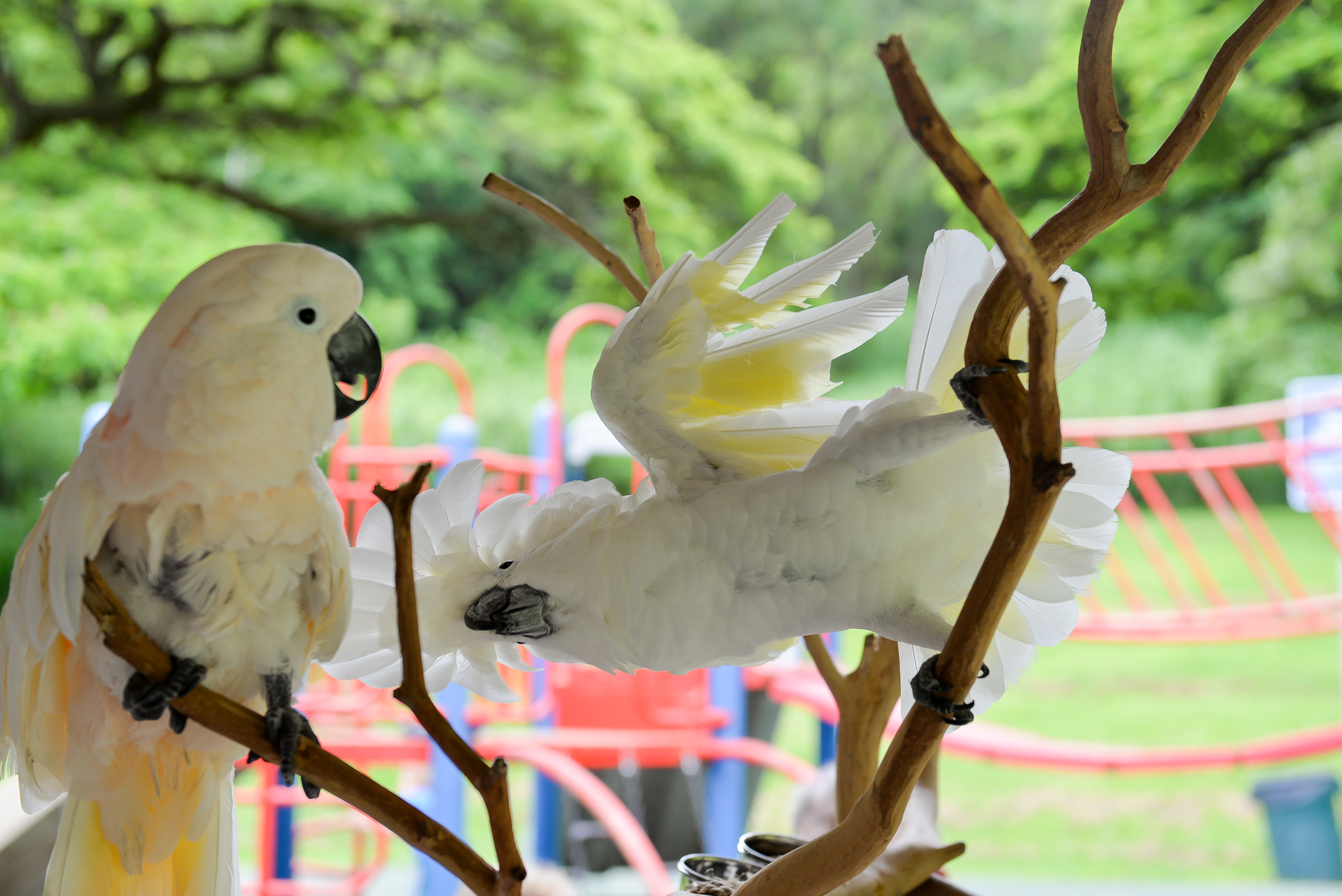 Parrots on a play stand