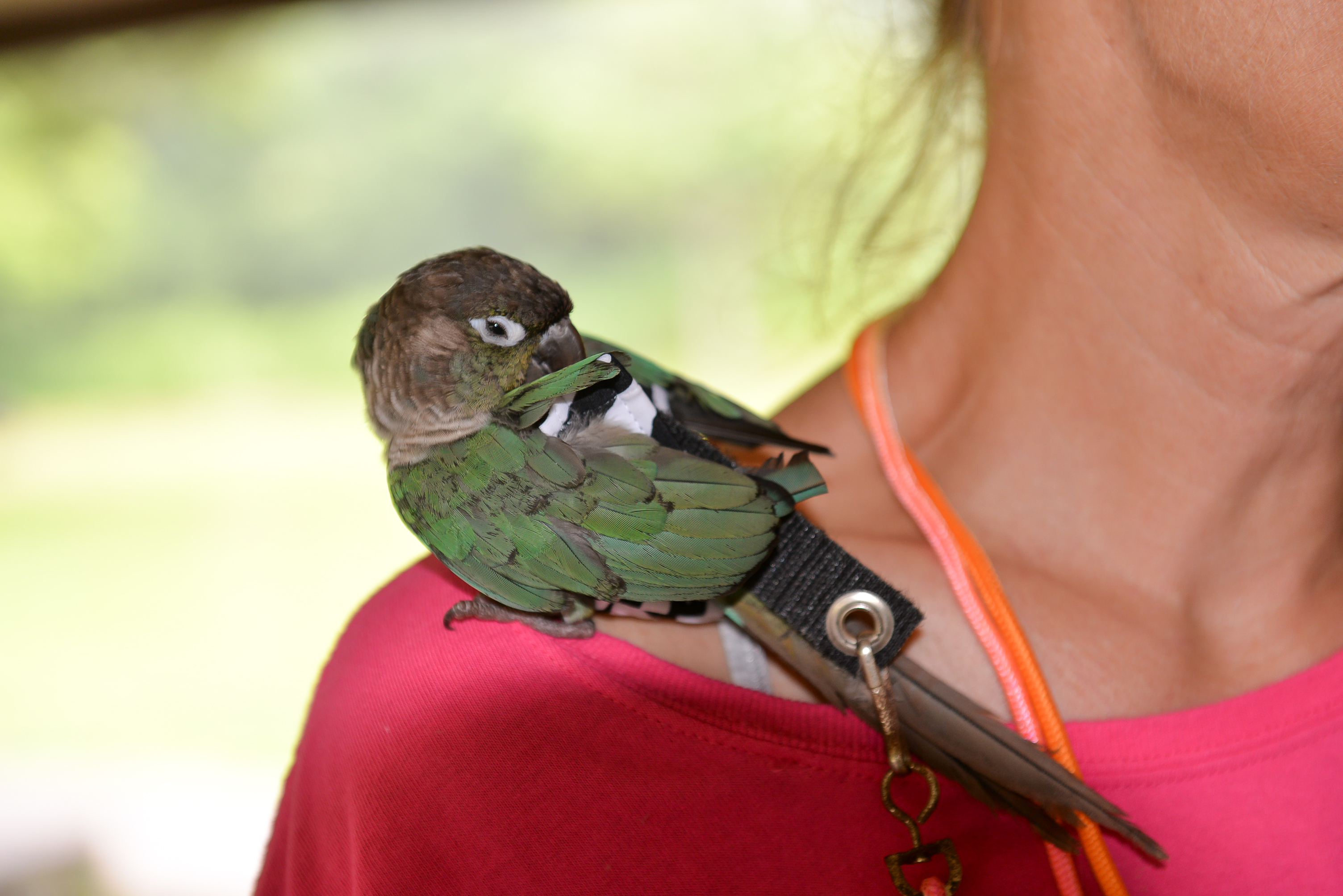 Green Cheek Conure — HFFN member's bird at September 2015 gathering