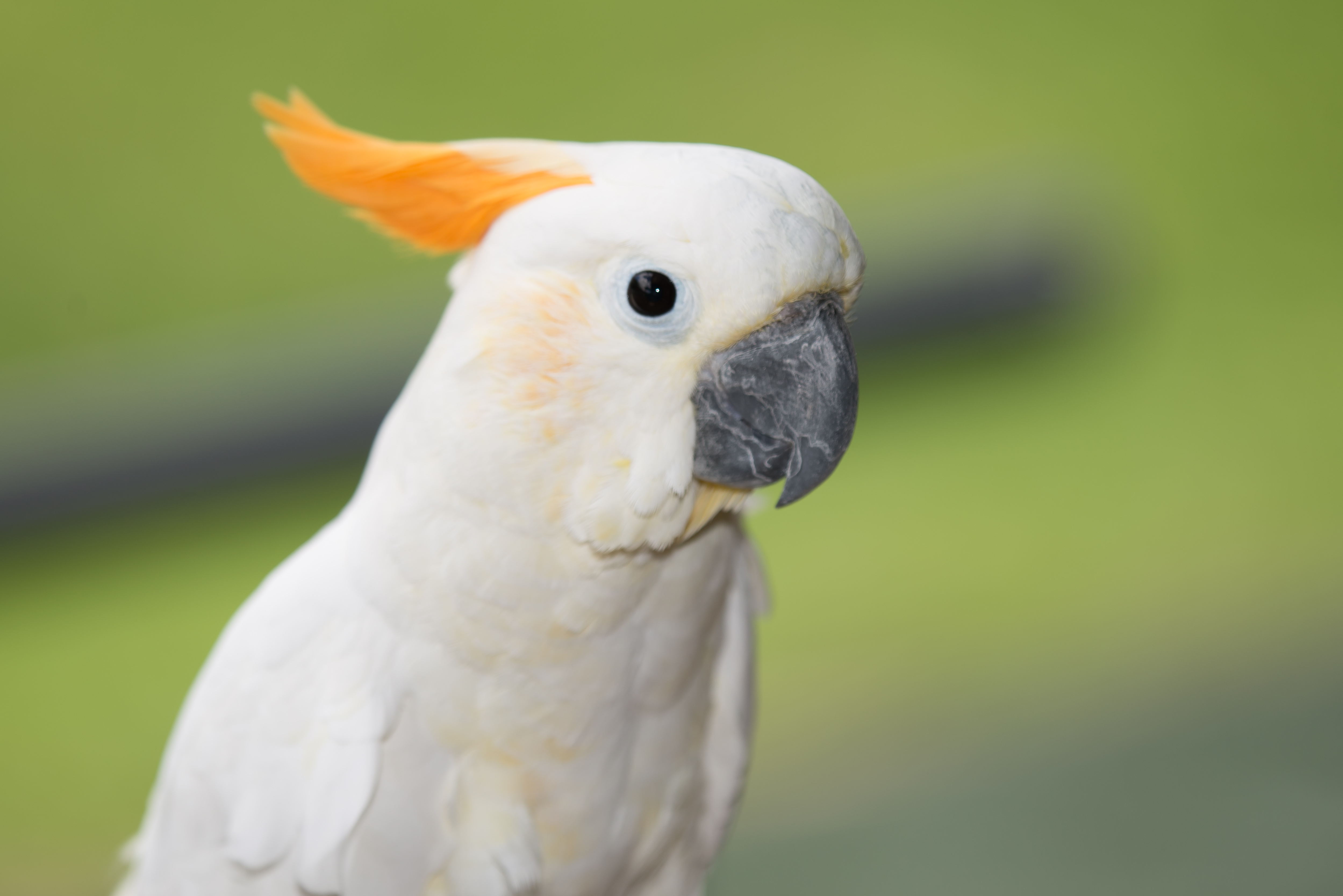 Citron-Crested Cockatoo — white body with vivid orange crest — an HFFN member's bird on Oʻahu