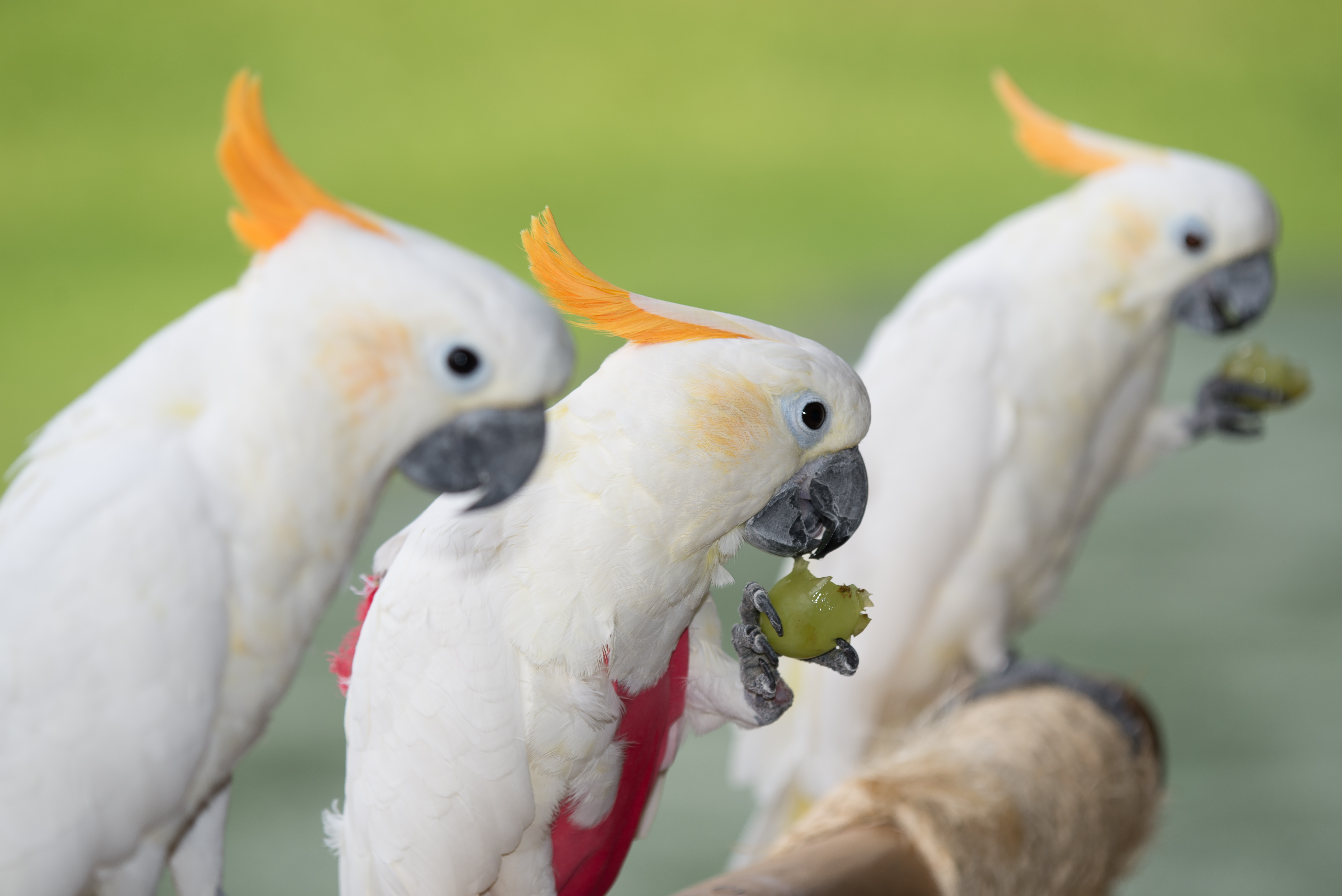Cockatoos at a club gathering on Oʻahu