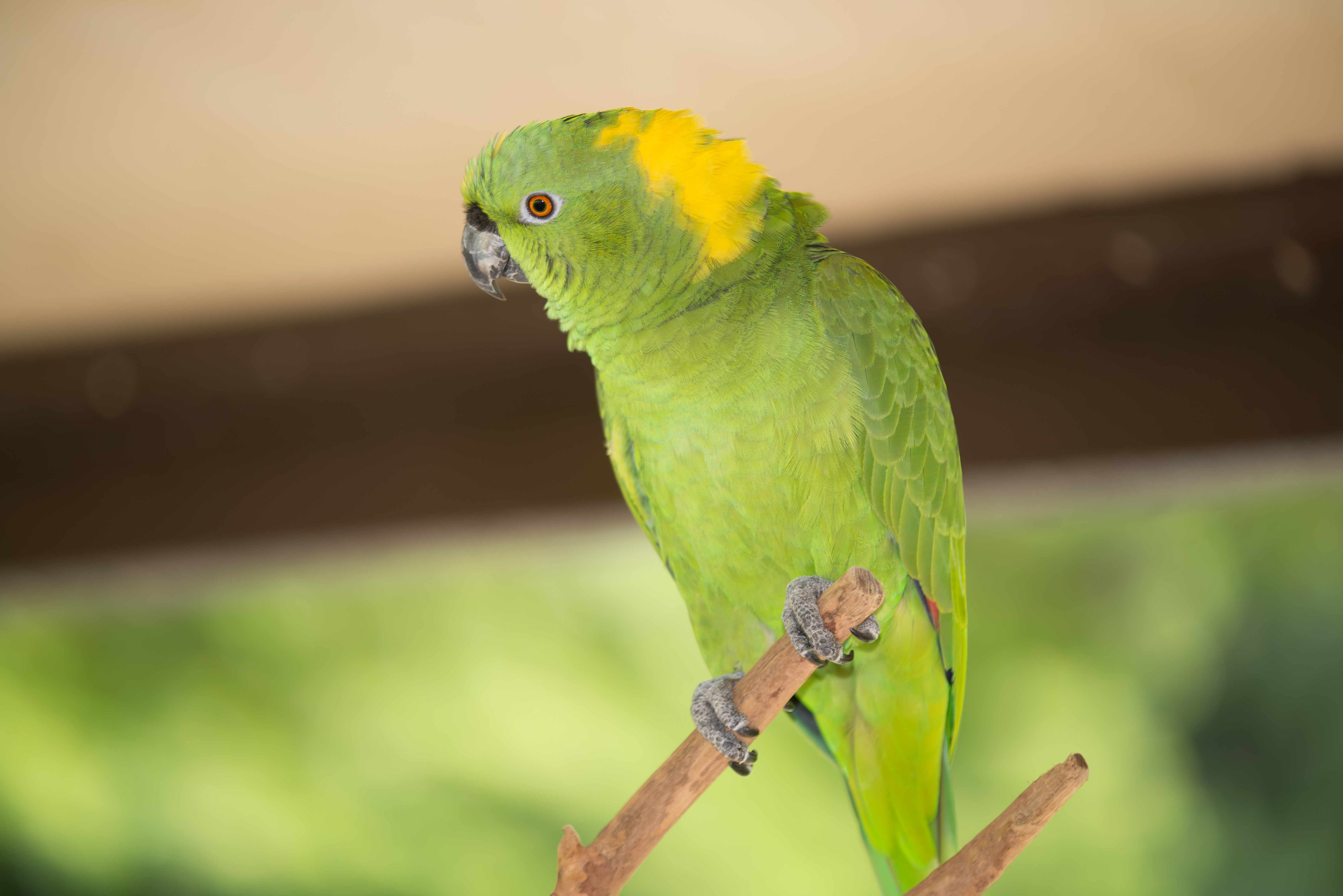 HFFN members gathered with their Amazon parrots at a club meeting on Oʻahu