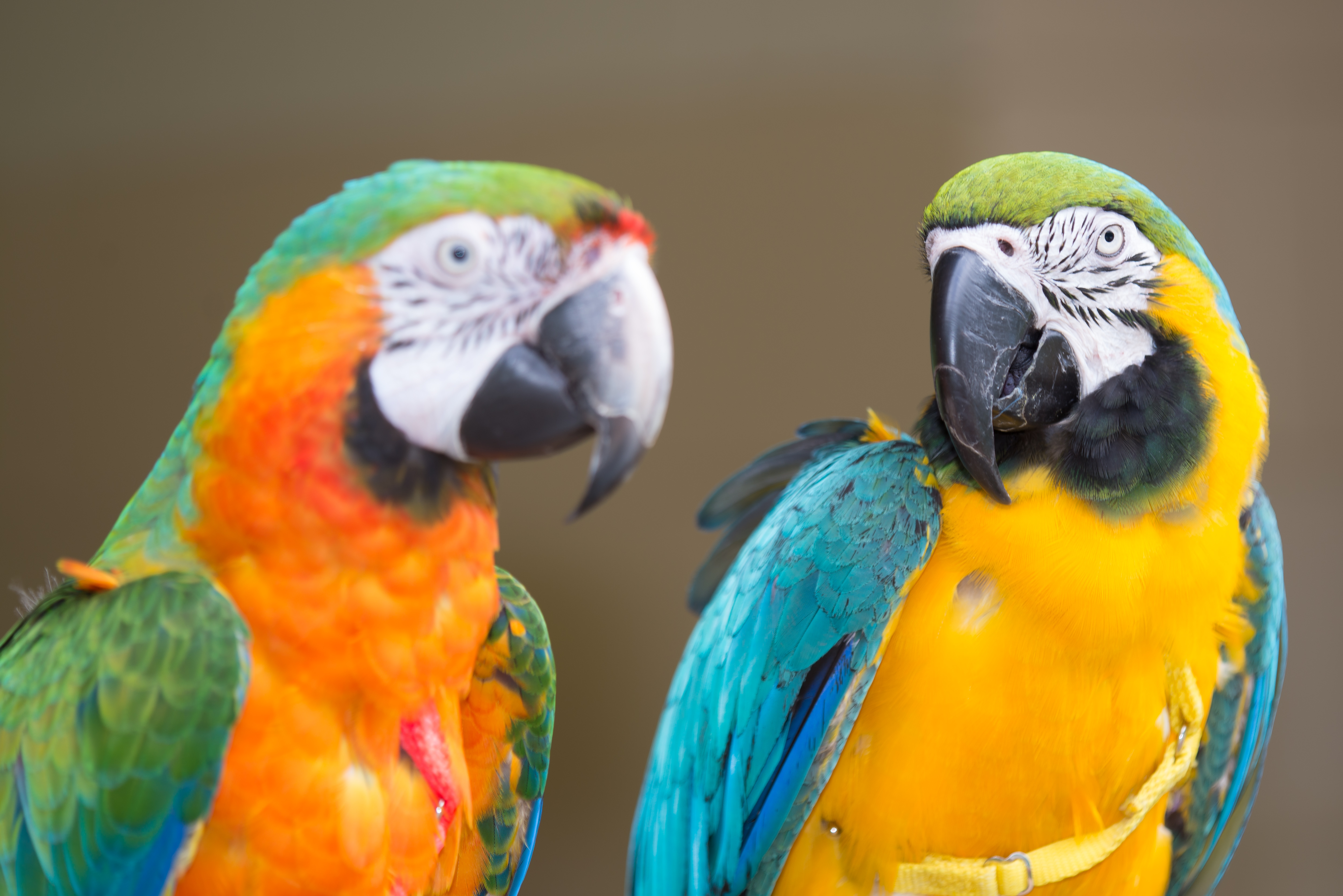 Blue-and-Gold Macaw with a Catalina Hybrid Macaw — HFFN member birds on Oʻahu