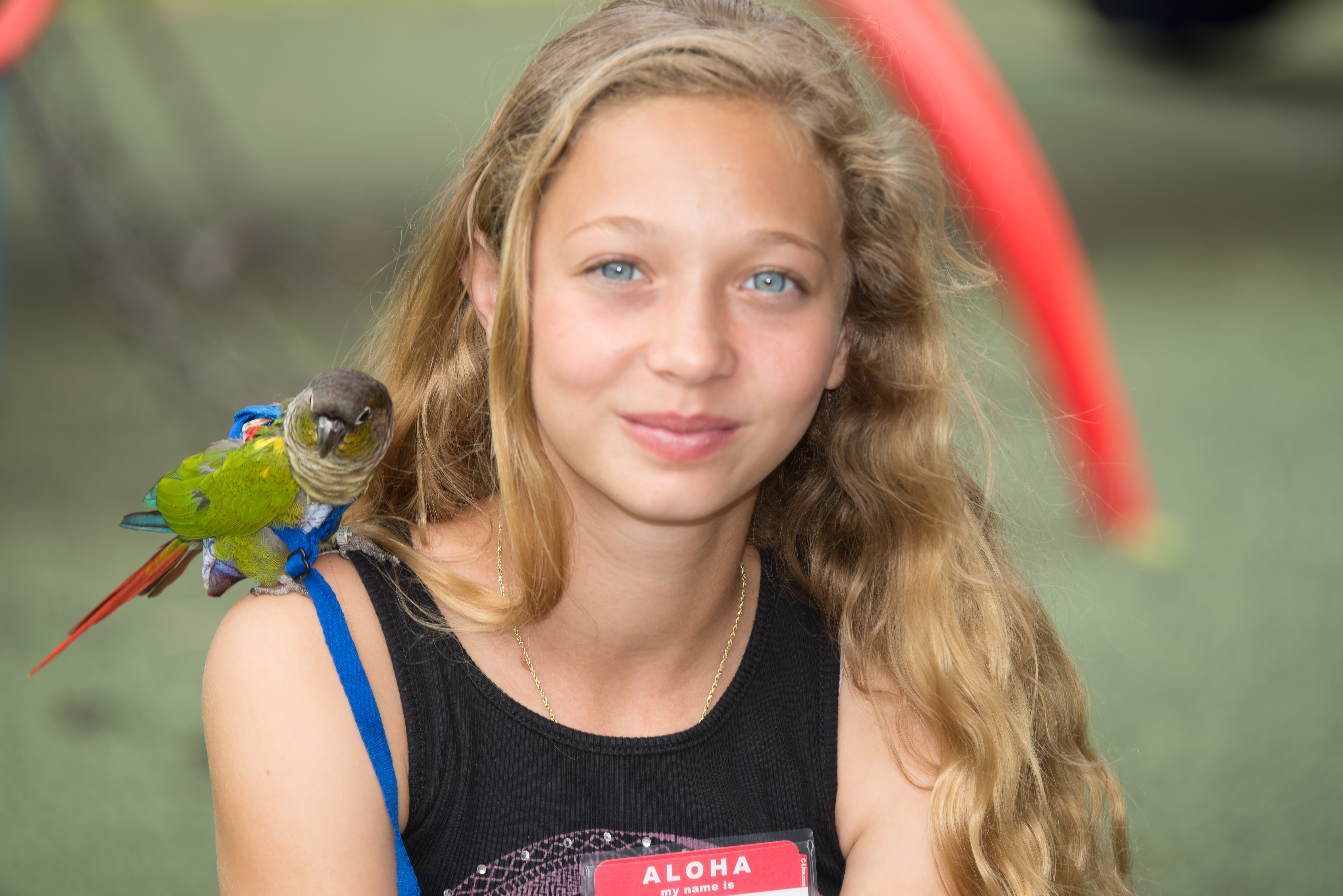 Green Cheek Conure — HFFN member's bird at November 2015 gathering