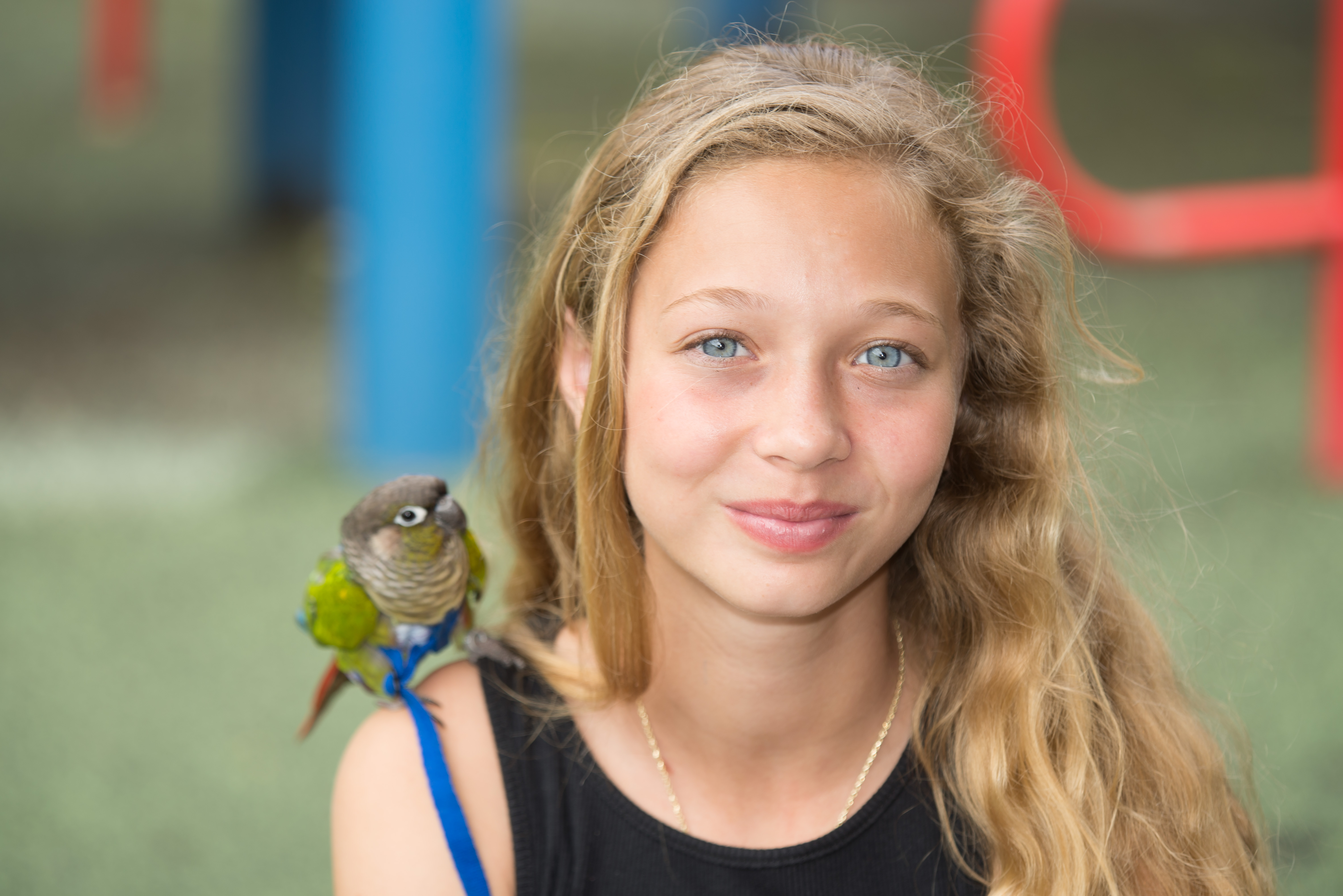 Green Cheek Conure — HFFN member's bird at November 2015 gathering