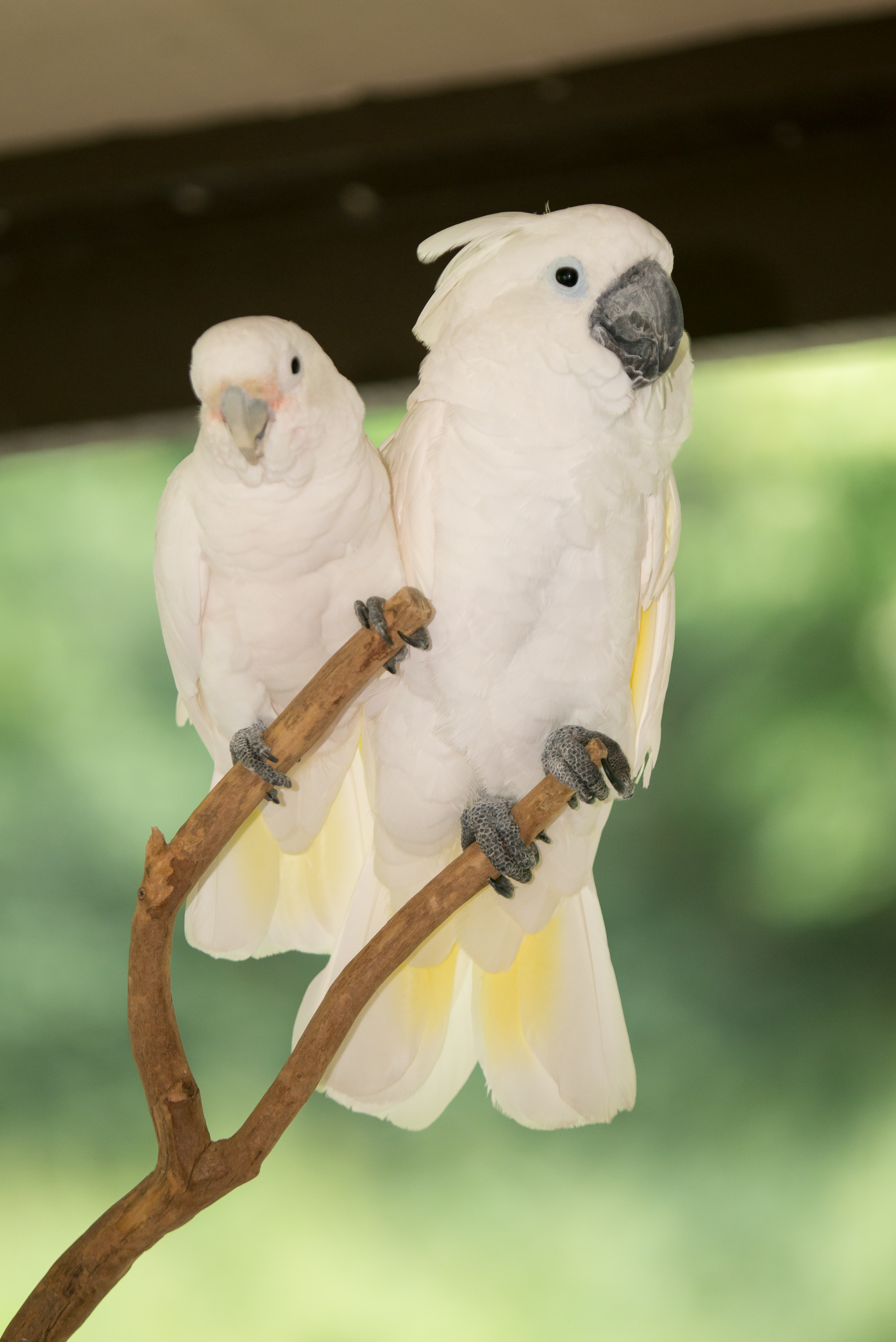 Parrots on tree stands at an HFFN event