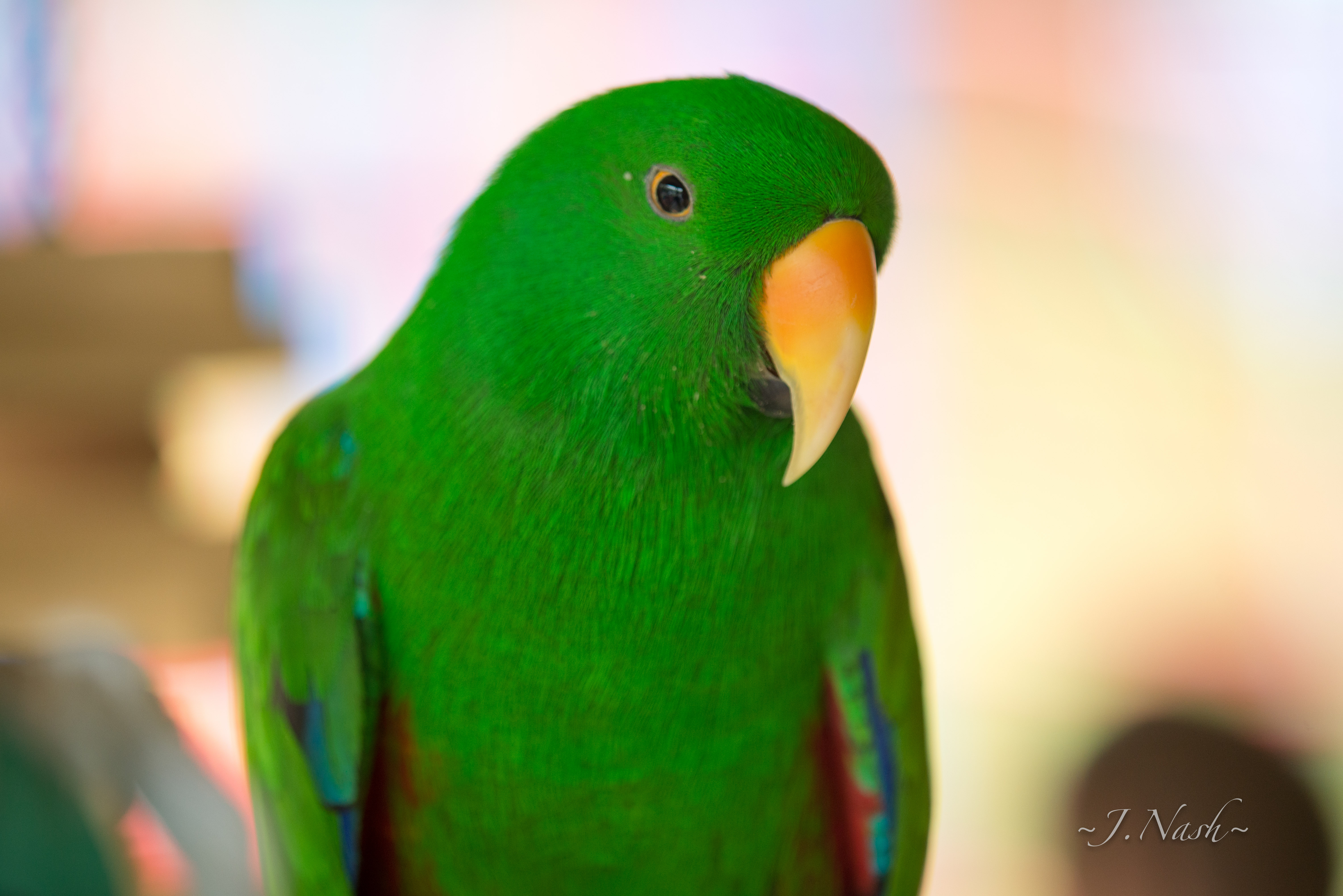 Male Eclectus Parrot at an HFFN April 2016 gathering on Oʻahu — showing excellent feather condition
