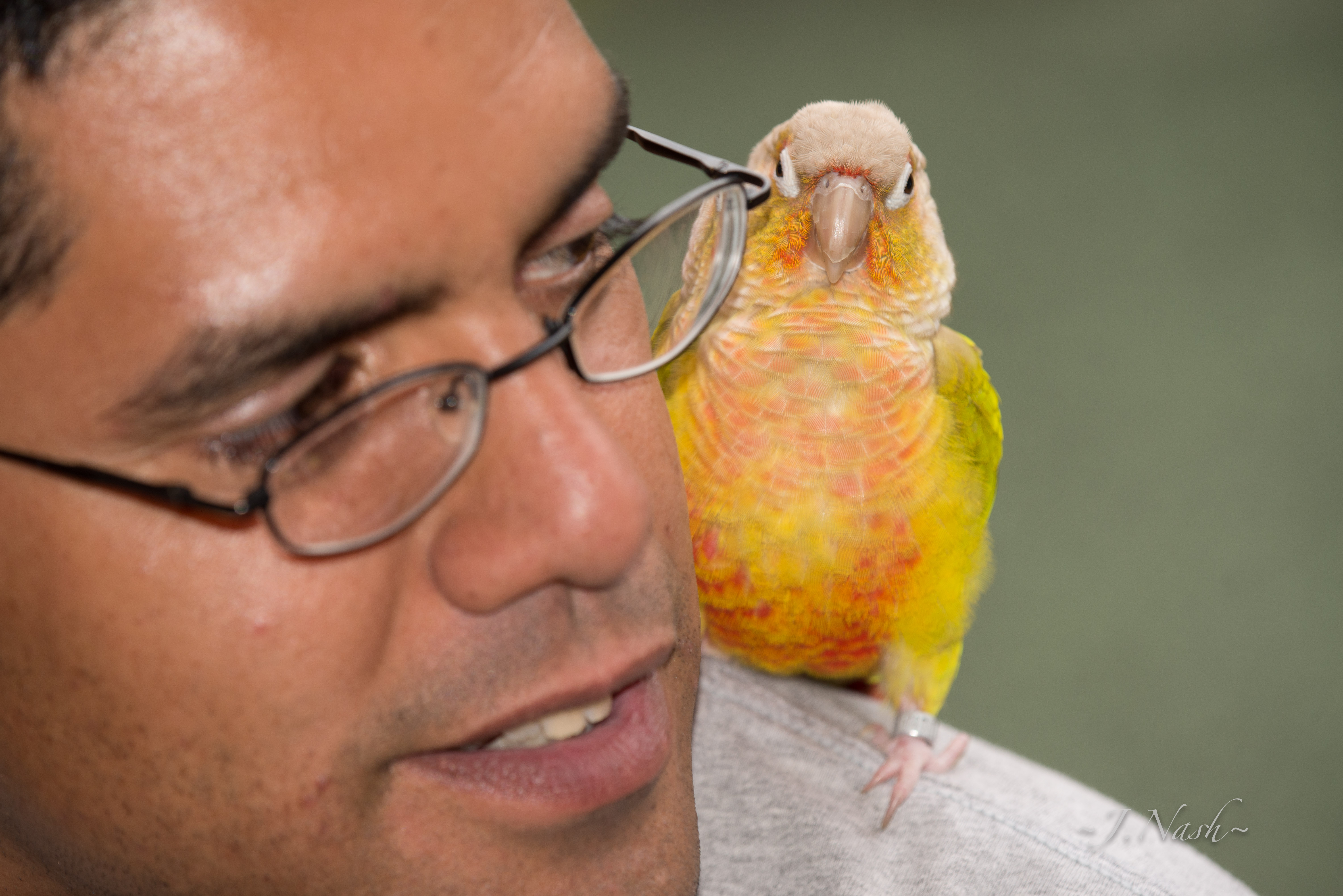Green Cheek Conure — HFFN member's bird on Oʻahu