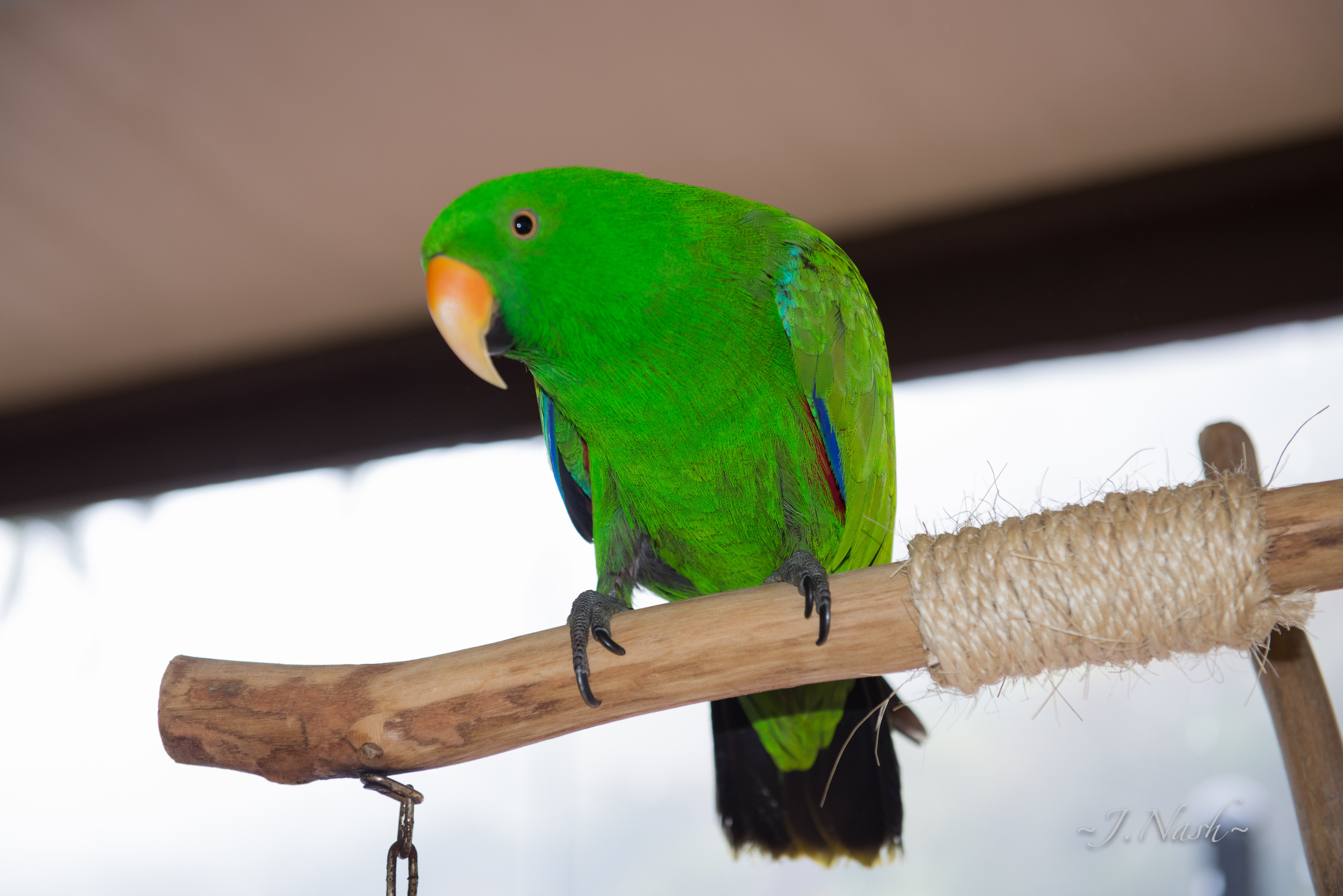 Male Eclectus Parrot — brilliant emerald green plumage — HFFN member's bird on Oʻahu