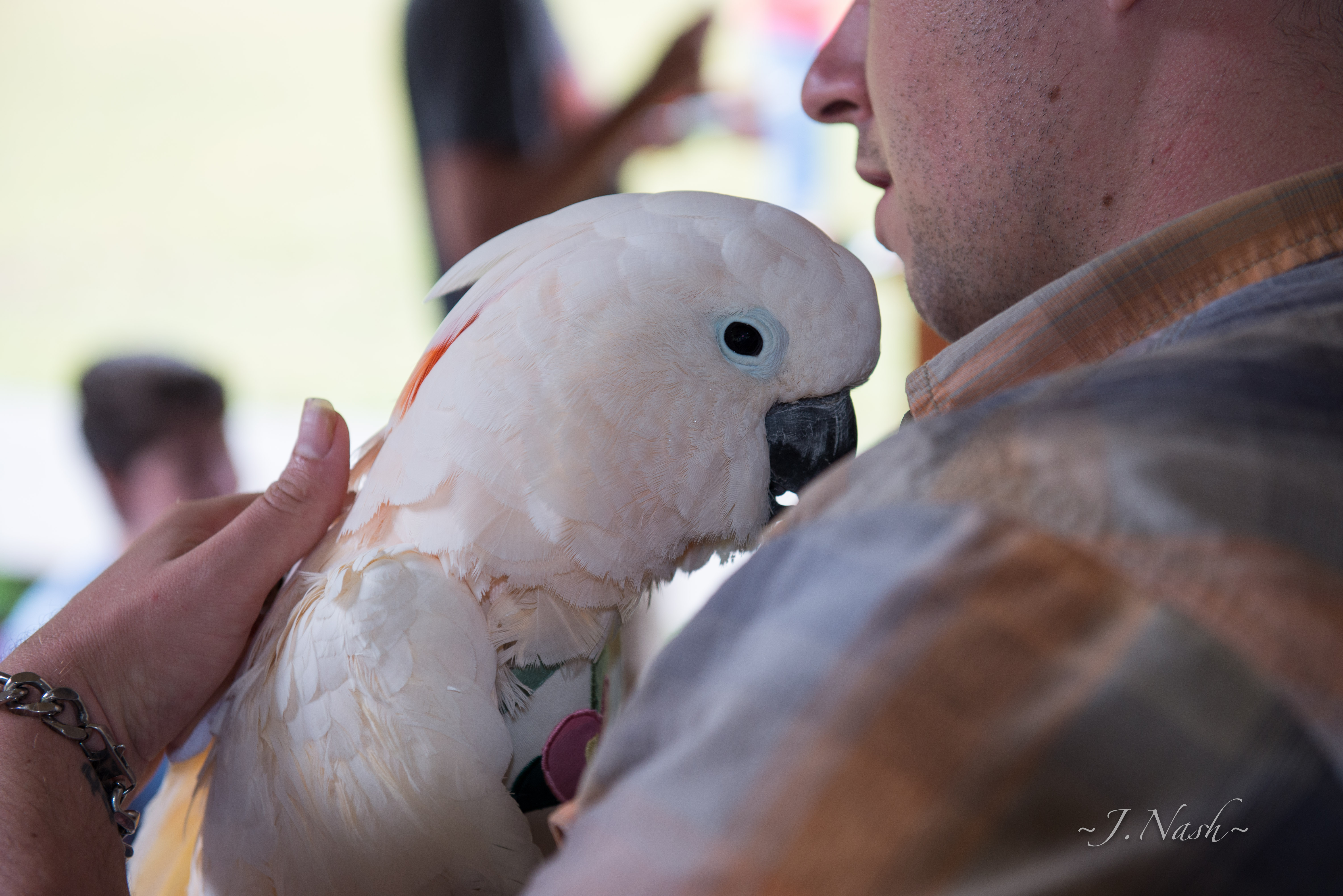 Cockatoo being held by HFFN member — showing the physical interaction cockatoos crave