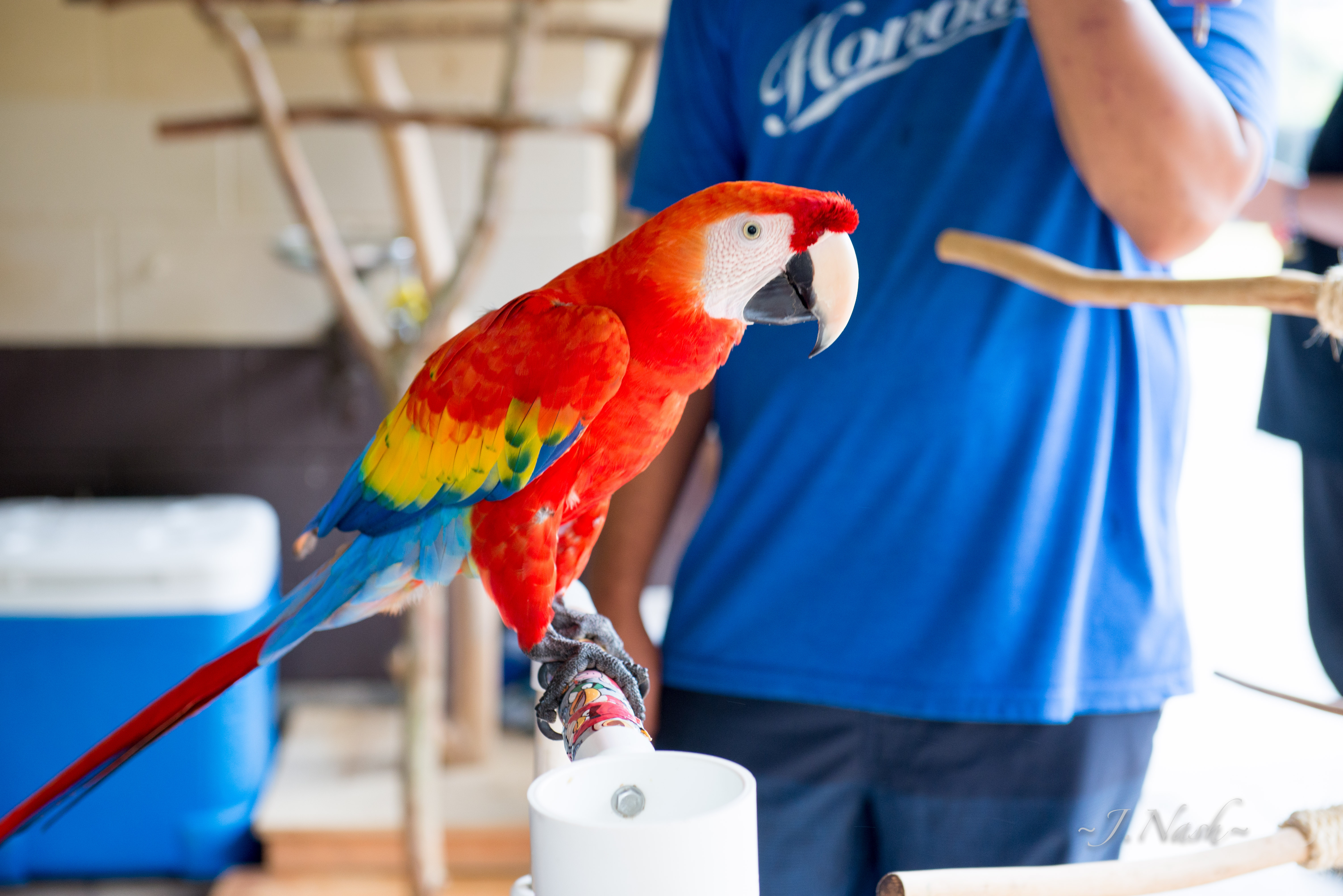 Scarlet Macaw — vivid red yellow and blue plumage — an HFFN member's bird on Oʻahu
