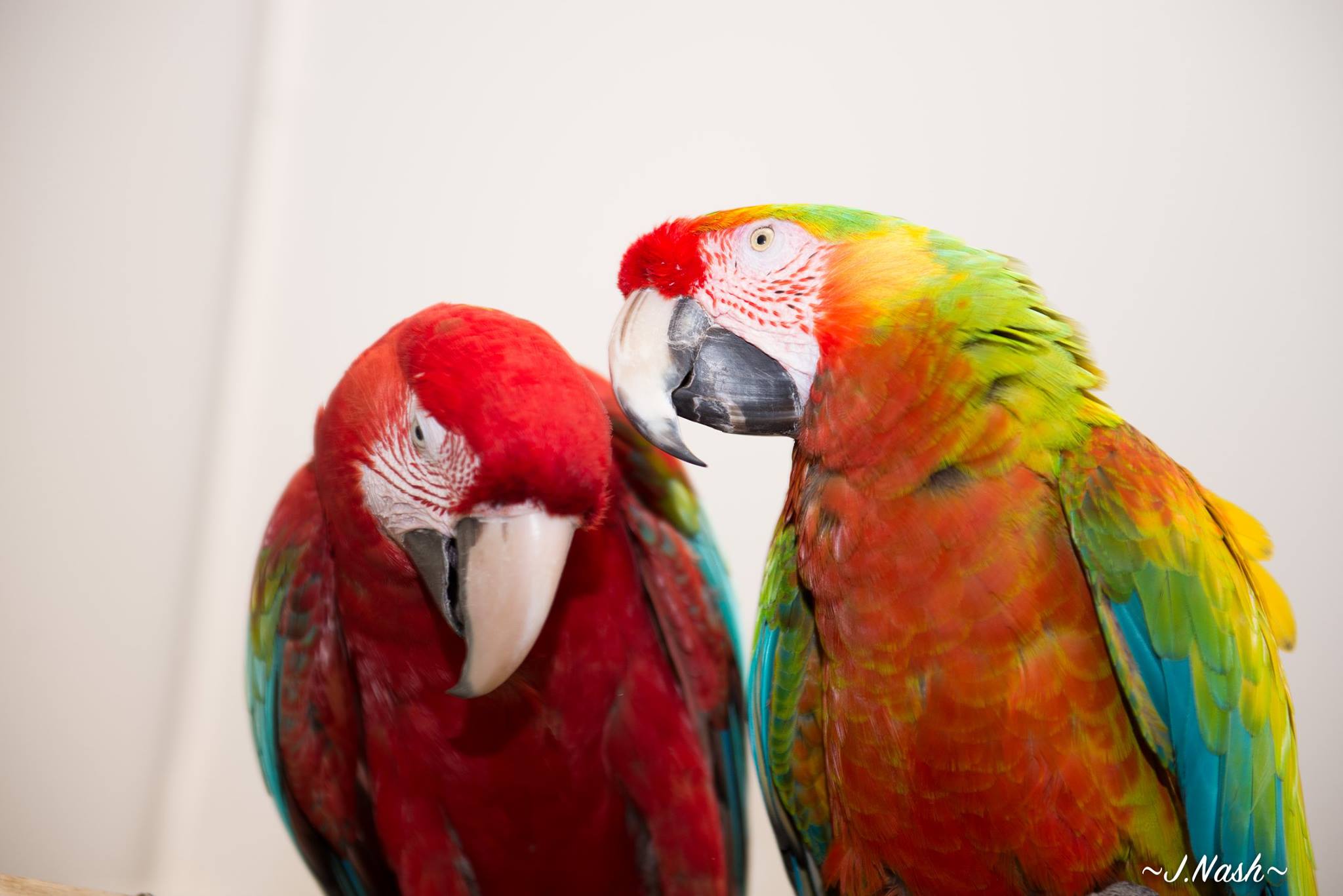 HFFN member parrots
