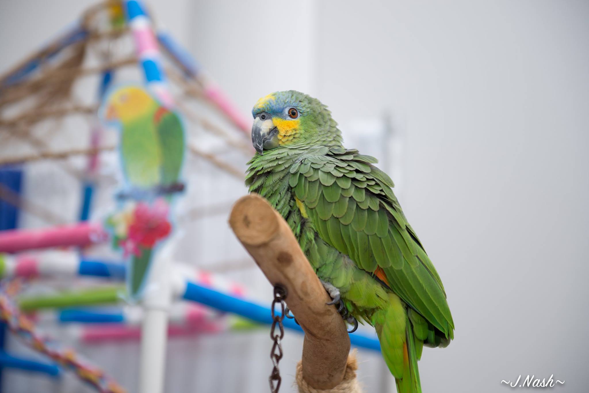 Amazon parrot with an HFFN member at a club gathering on Oʻahu